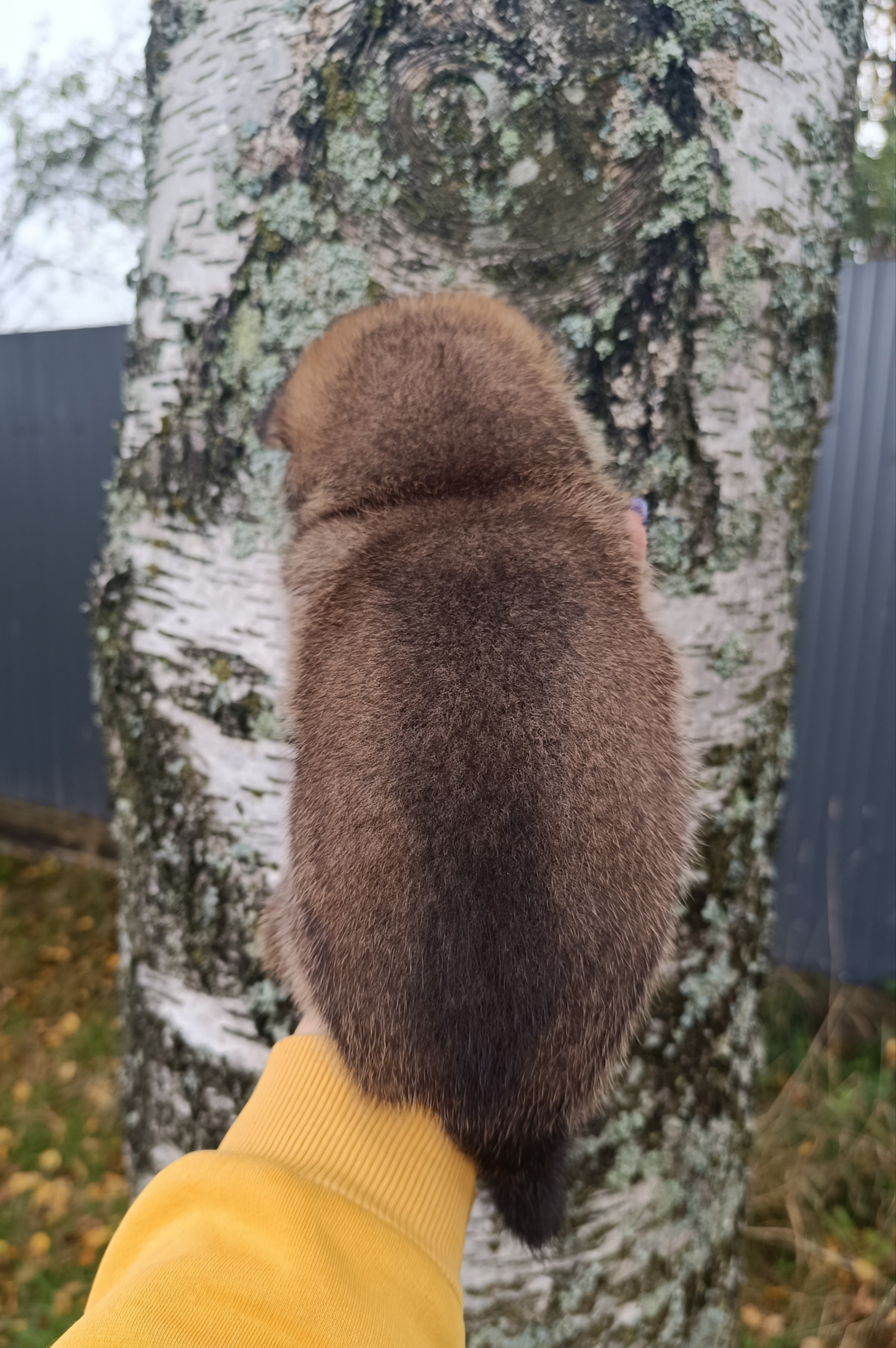 Rubylight Viking. AMERICAN AKITA RUBYLIGHT KENNEL I SHIBA-INU