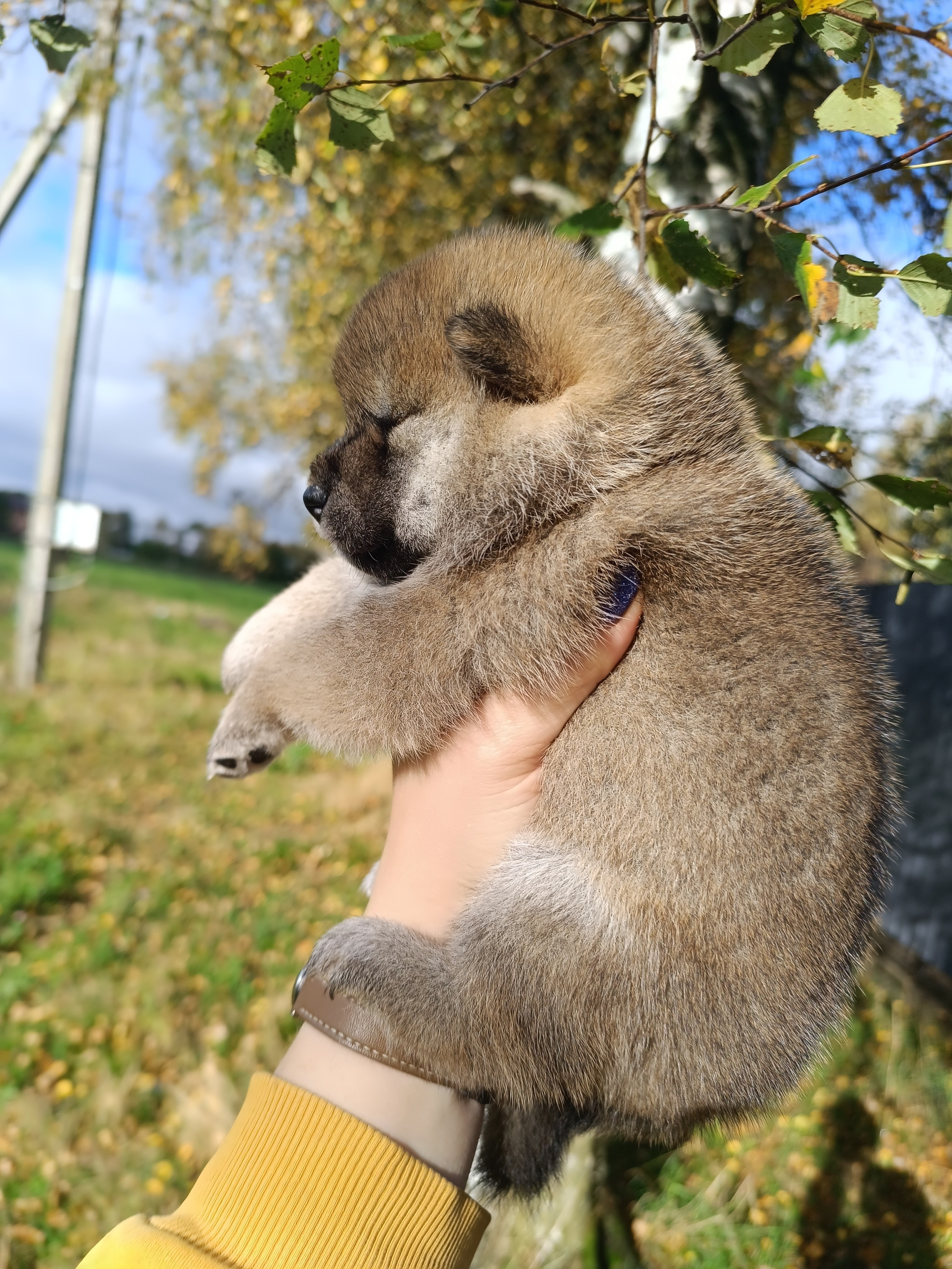 Rubylight Viva. AMERICAN AKITA RUBYLIGHT KENNEL I SHIBA-INU