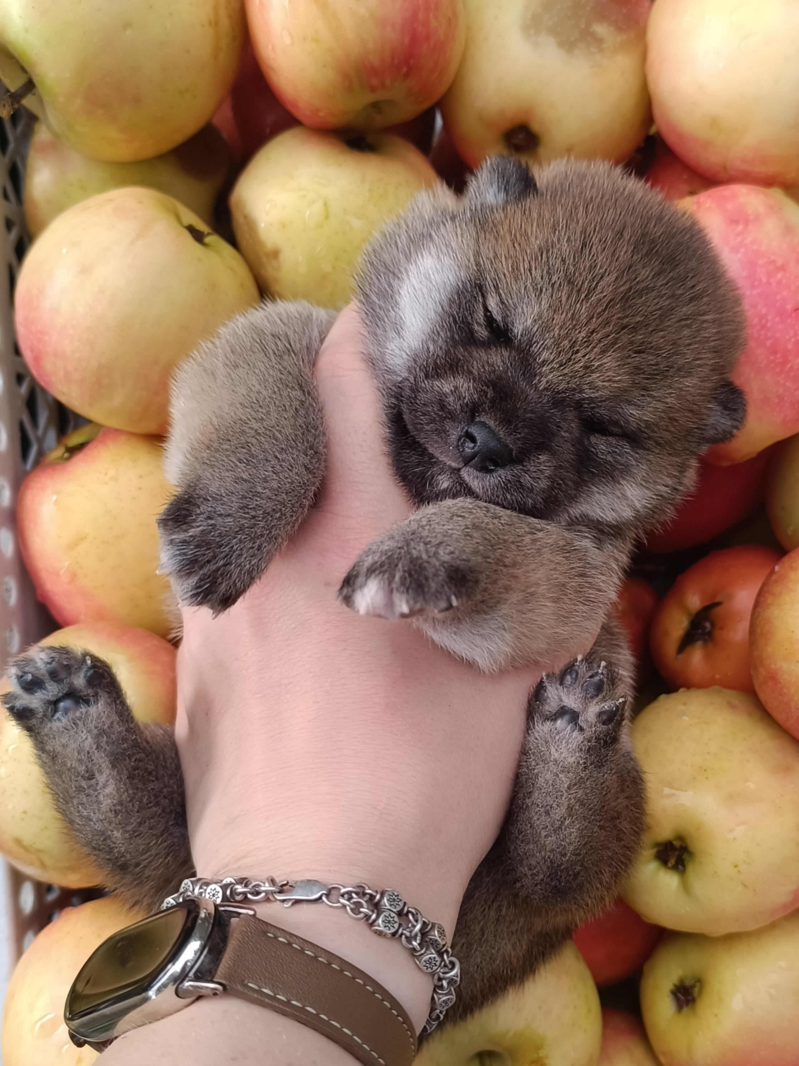 Rubylight Viva. AMERICAN AKITA RUBYLIGHT KENNEL I SHIBA-INU