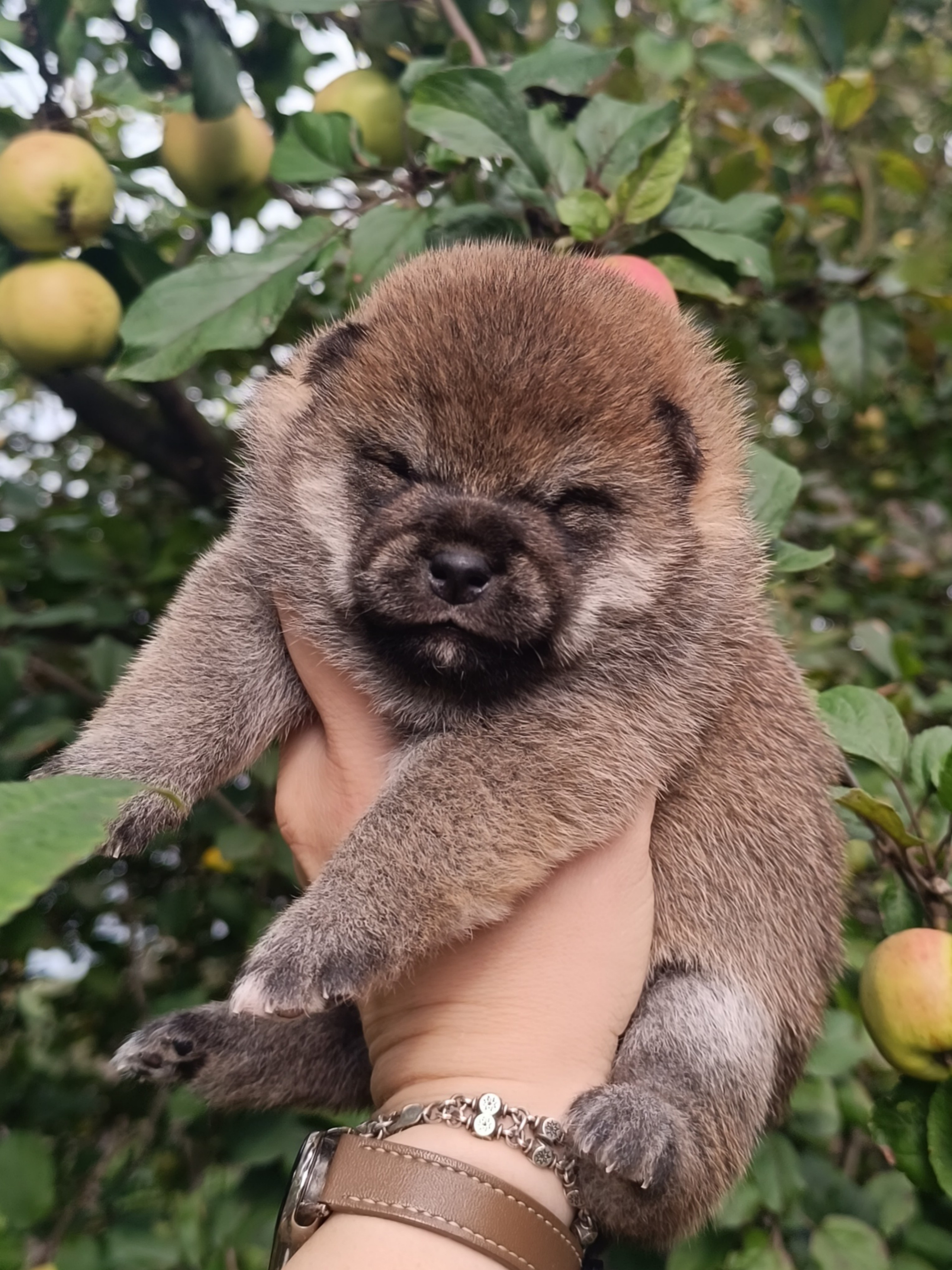 Rubylight Viva. AMERICAN AKITA RUBYLIGHT KENNEL I SHIBA-INU