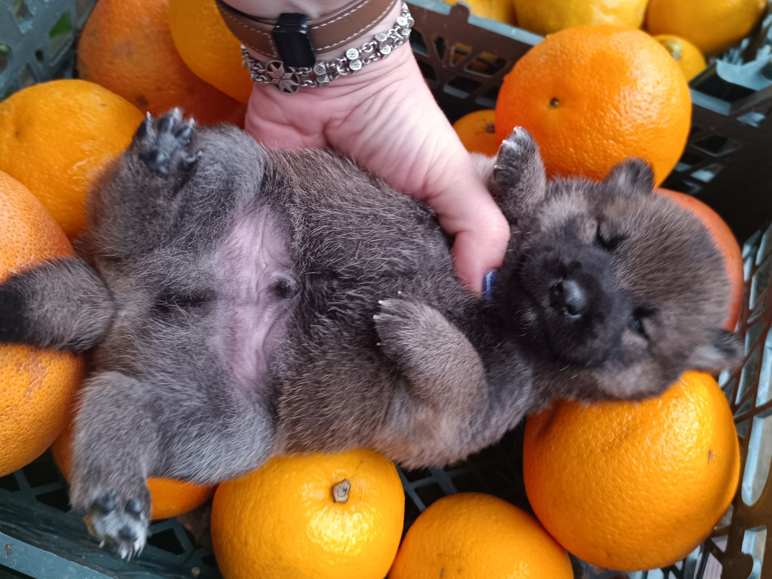 Rubylight Viking. AMERICAN AKITA RUBYLIGHT KENNEL I SHIBA-INU