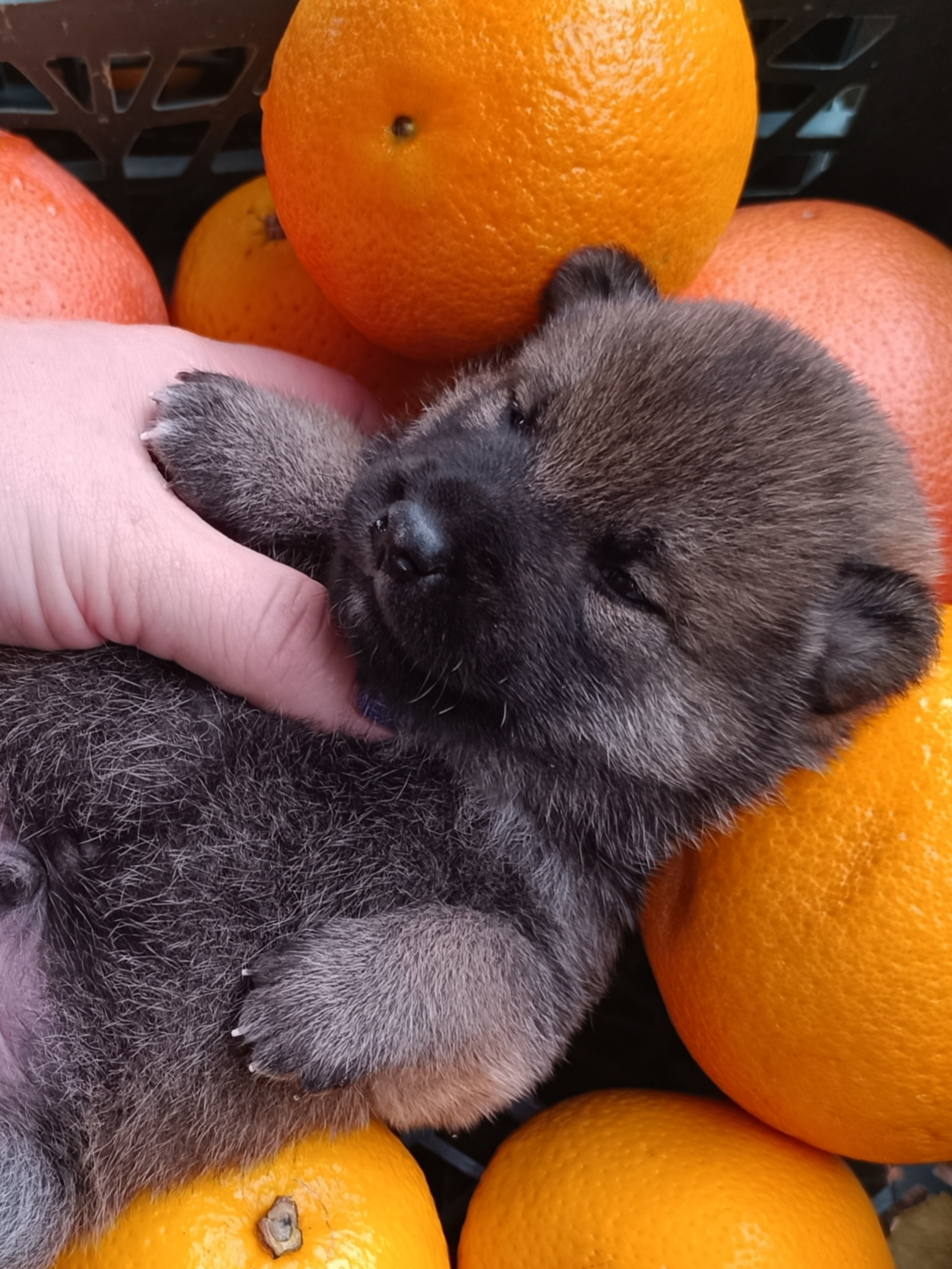 Rubylight Viking. AMERICAN AKITA RUBYLIGHT KENNEL I SHIBA-INU