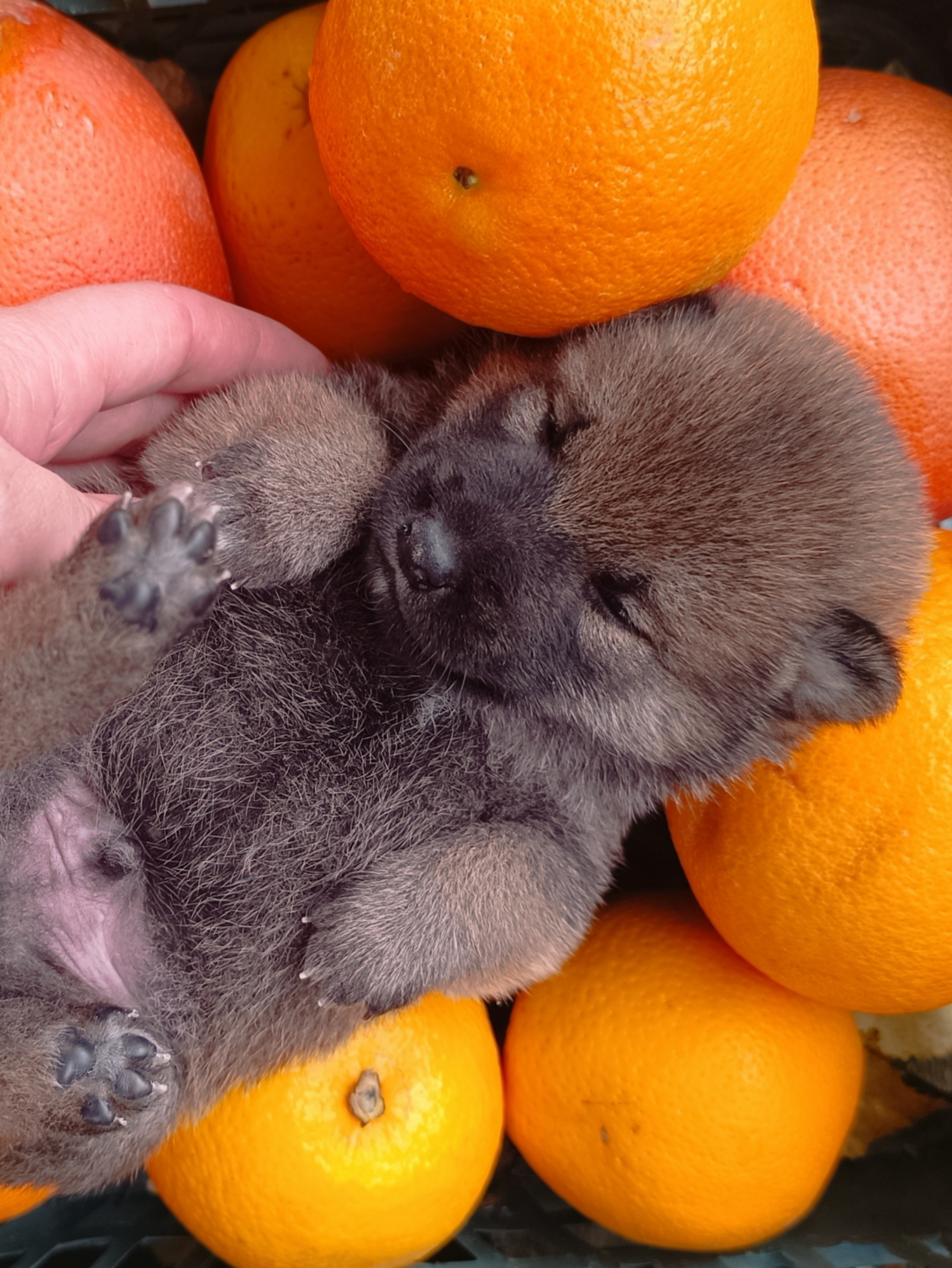 Rubylight Viking. AMERICAN AKITA RUBYLIGHT KENNEL I SHIBA-INU
