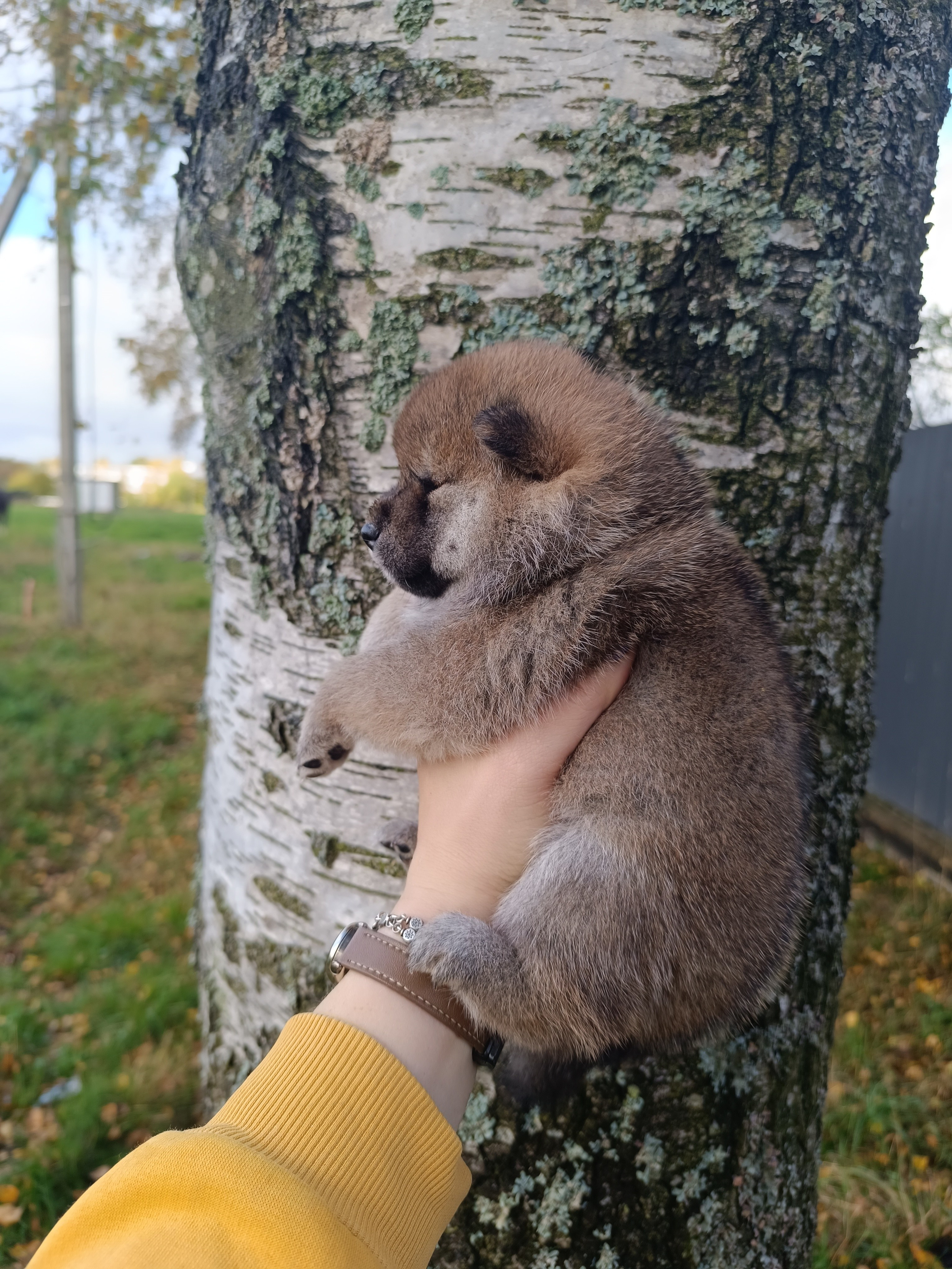 Rubylight Viva. AMERICAN AKITA RUBYLIGHT KENNEL I SHIBA-INU