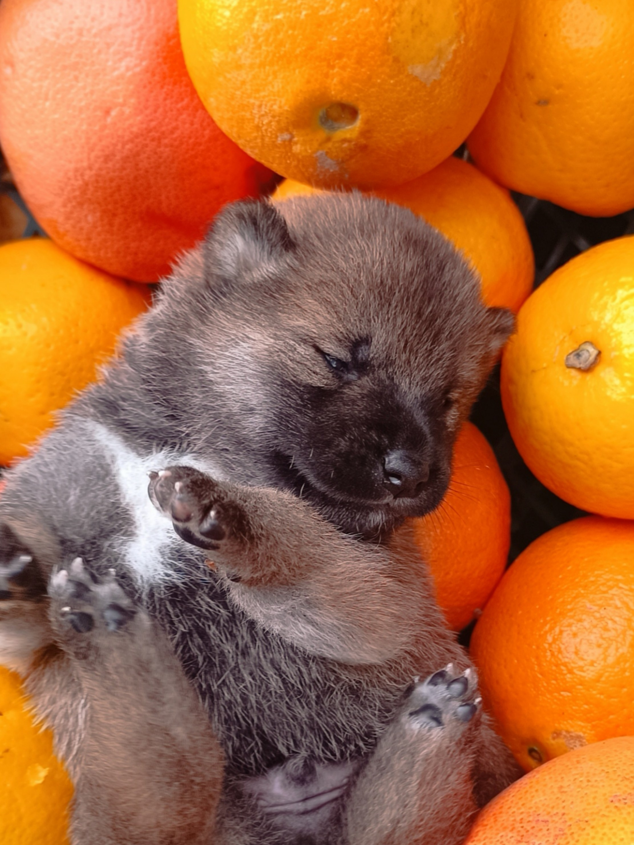 Rubylight Viking. AMERICAN AKITA RUBYLIGHT KENNEL I SHIBA-INU