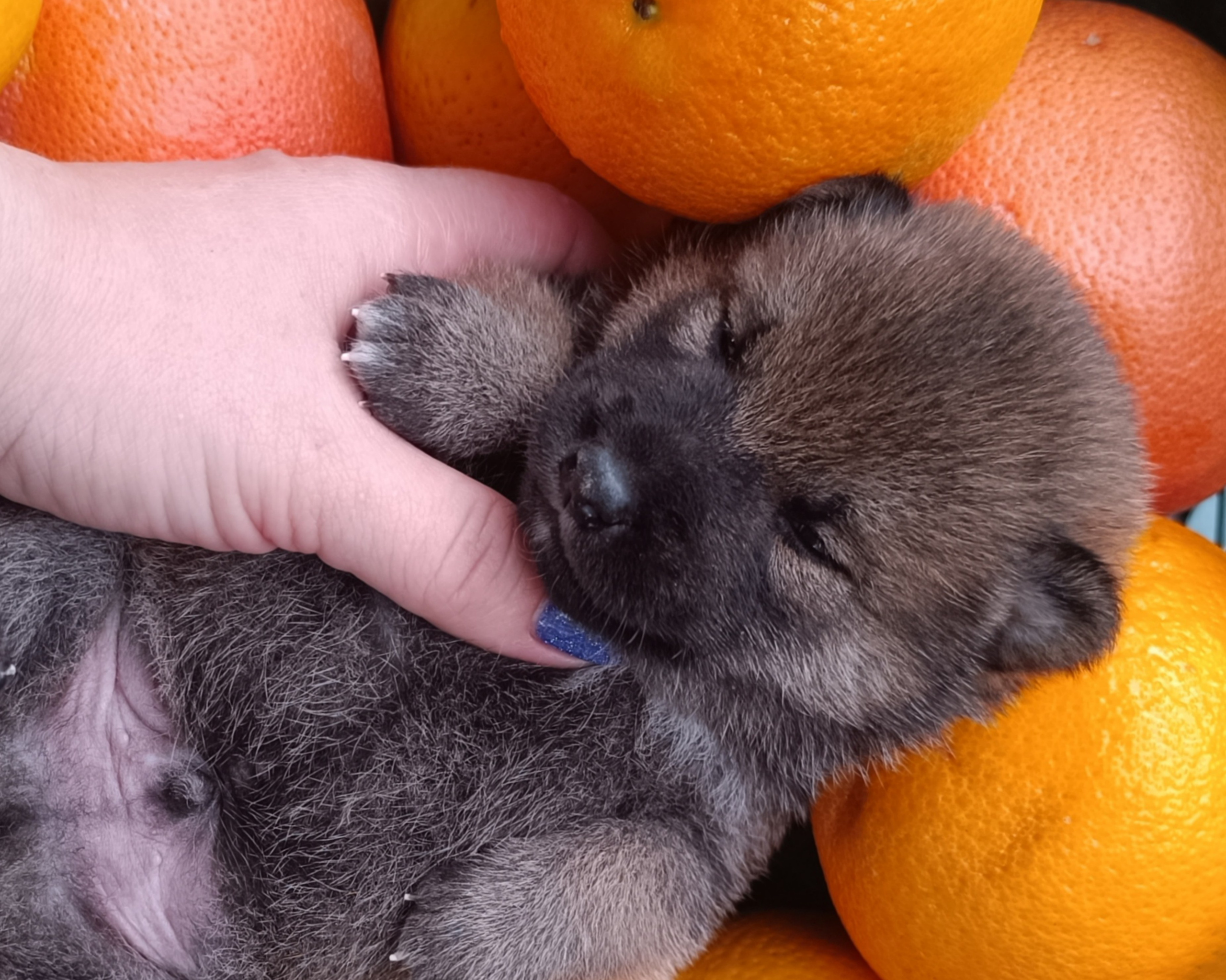 Rubylight Viking. AMERICAN AKITA RUBYLIGHT KENNEL I SHIBA-INU