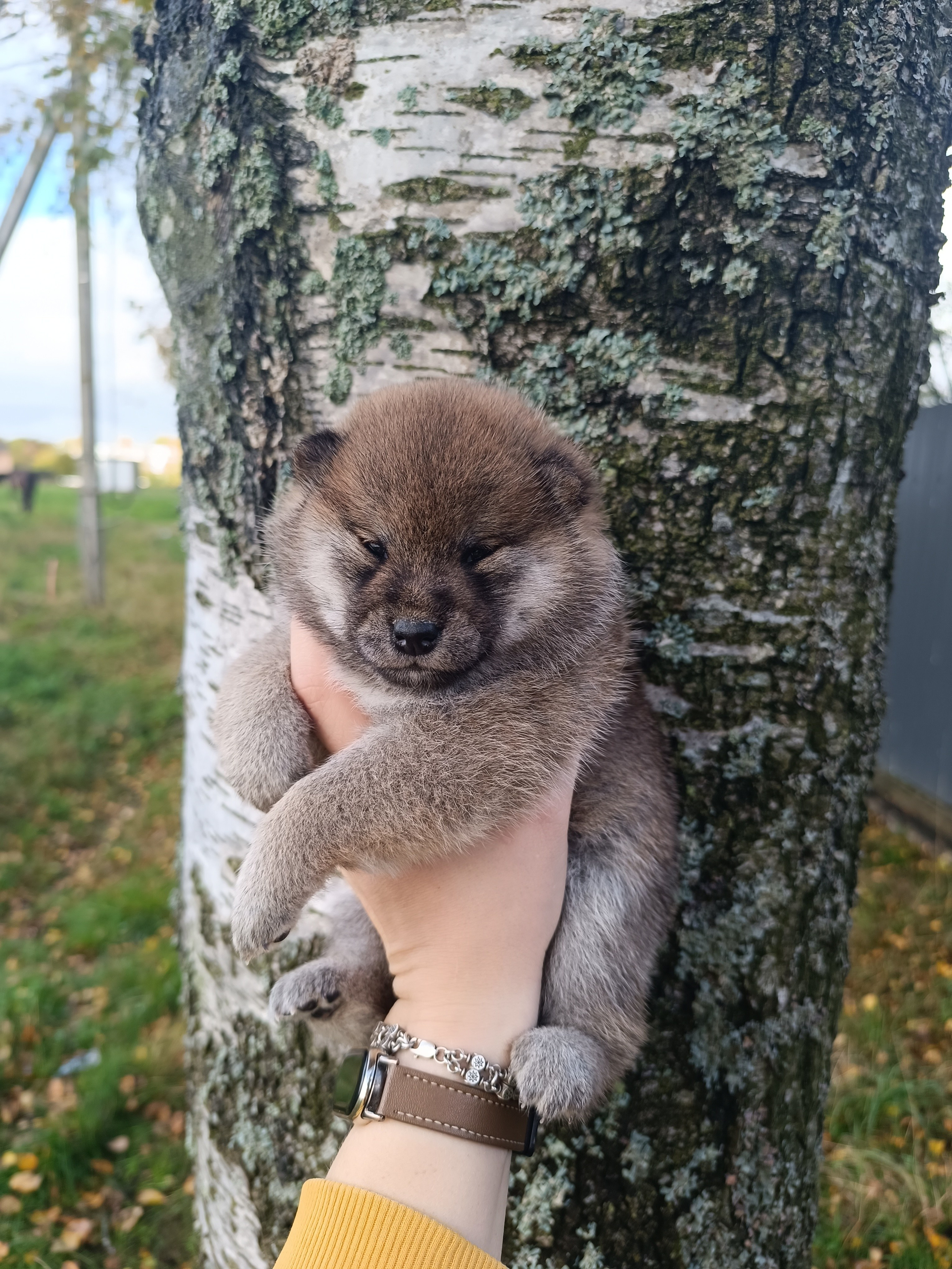 Rubylight Viva. AMERICAN AKITA RUBYLIGHT KENNEL I SHIBA-INU