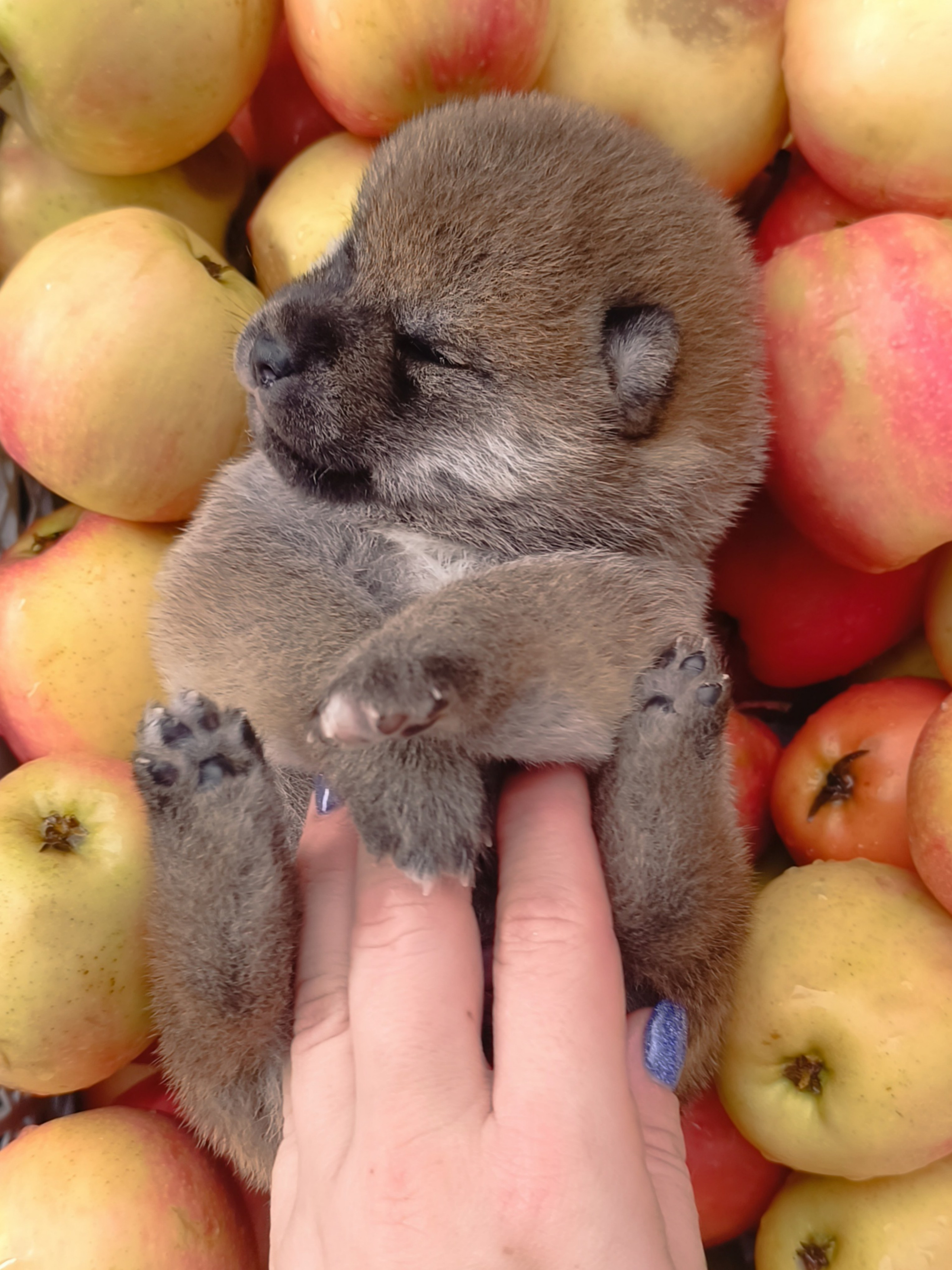 Rubylight Viva. AMERICAN AKITA RUBYLIGHT KENNEL I SHIBA-INU