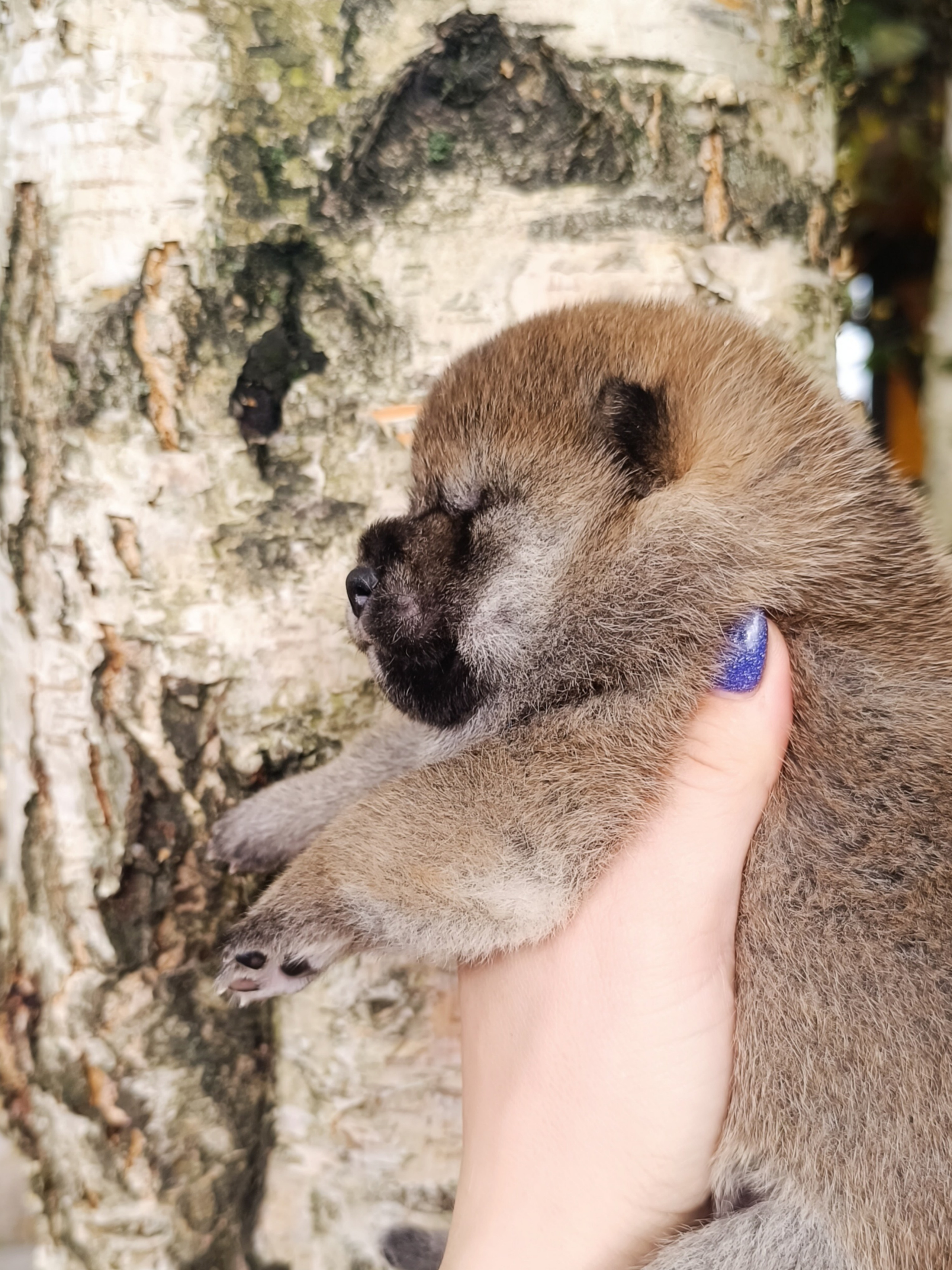 Rubylight Viva. AMERICAN AKITA RUBYLIGHT KENNEL I SHIBA-INU