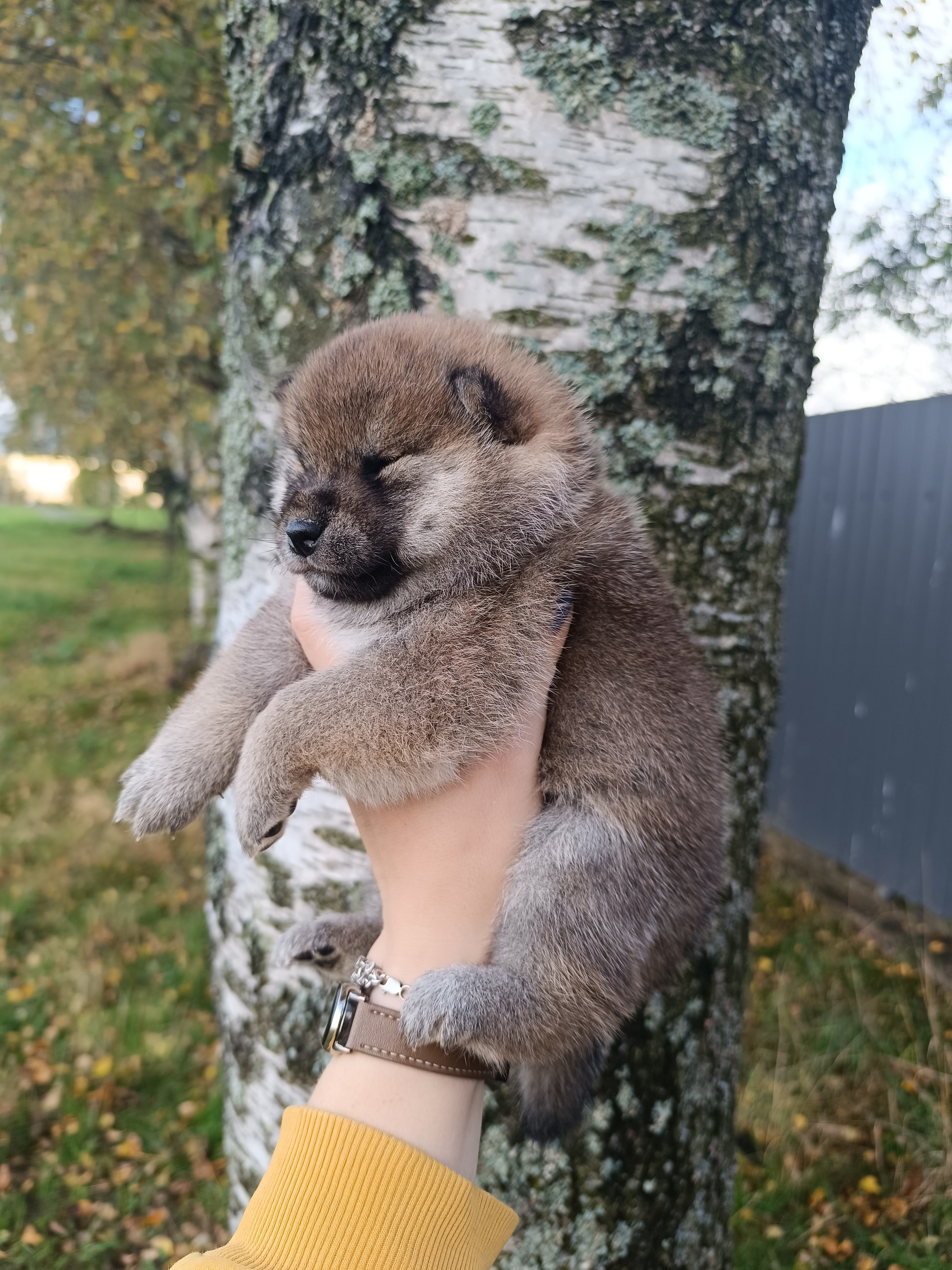 Rubylight Viva. AMERICAN AKITA RUBYLIGHT KENNEL I SHIBA-INU