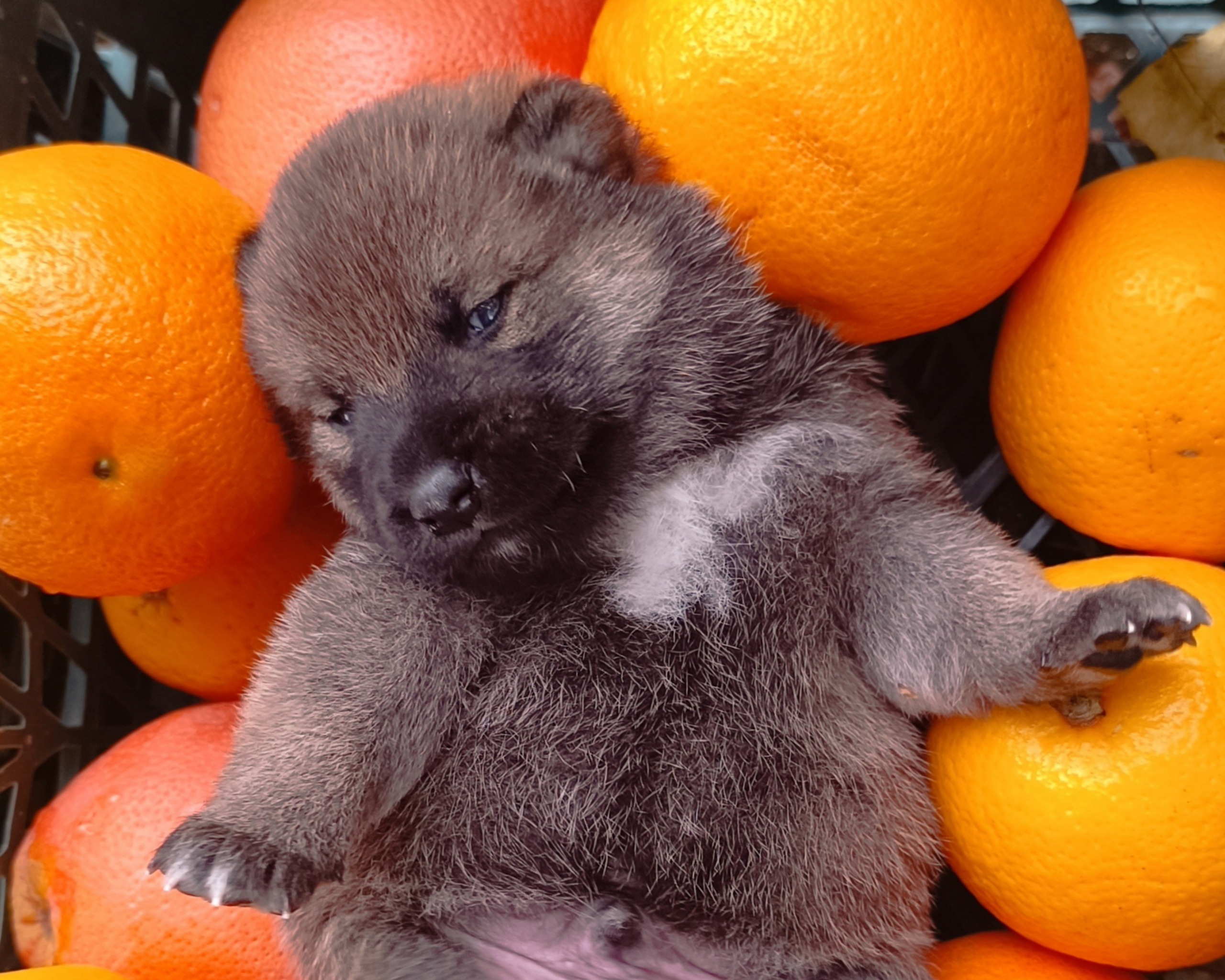 Rubylight Viking. AMERICAN AKITA RUBYLIGHT KENNEL I SHIBA-INU