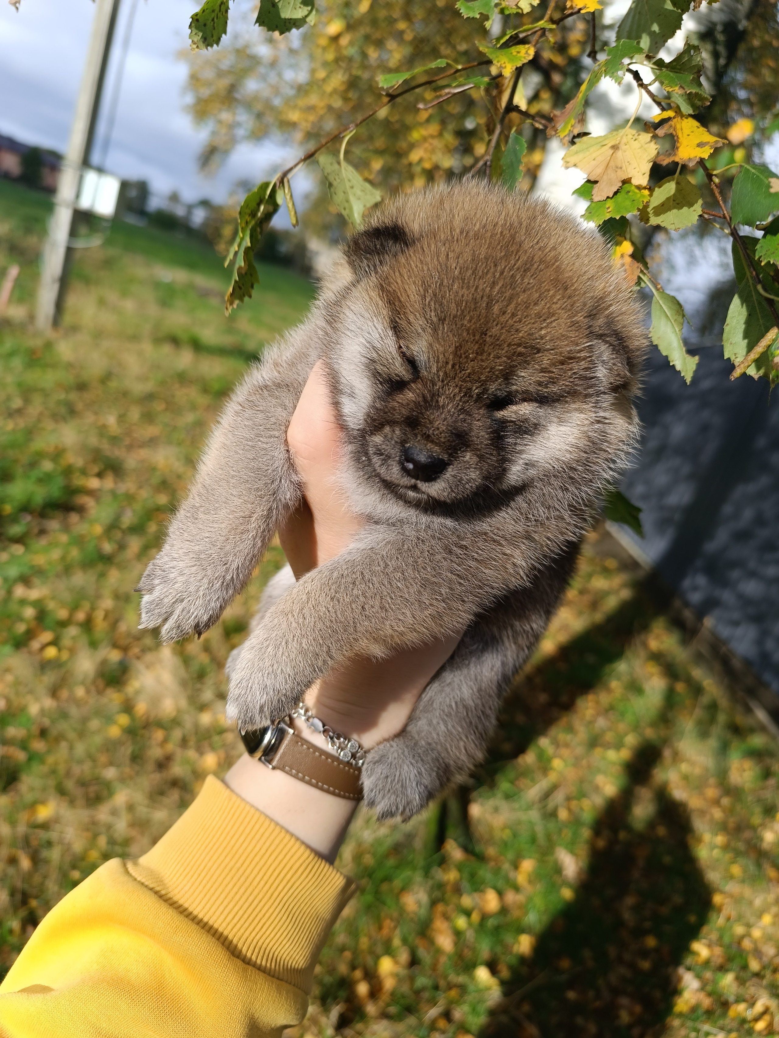 Rubylight Viva. AMERICAN AKITA RUBYLIGHT KENNEL I SHIBA-INU