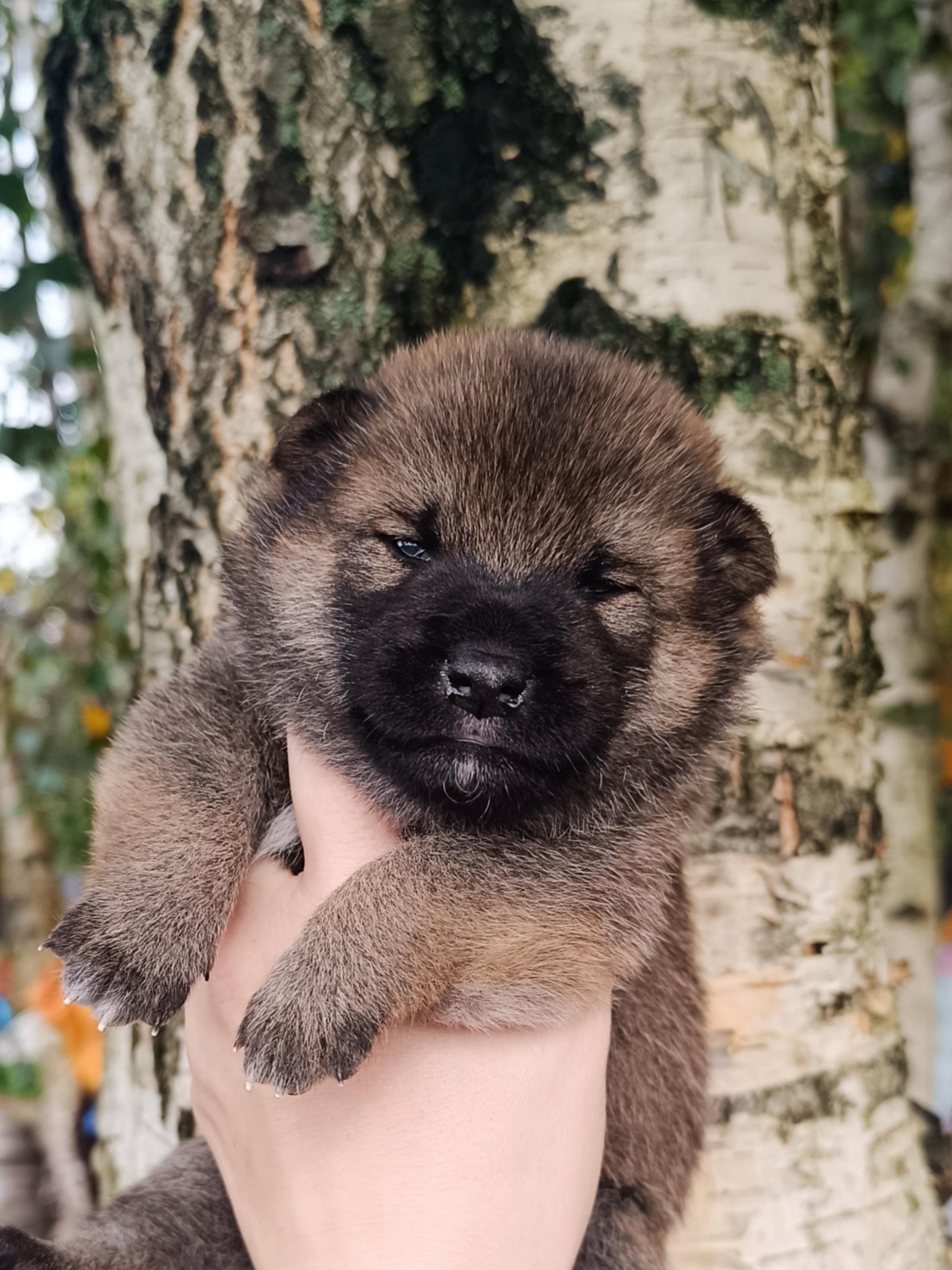 Rubylight Viking. AMERICAN AKITA RUBYLIGHT KENNEL I SHIBA-INU