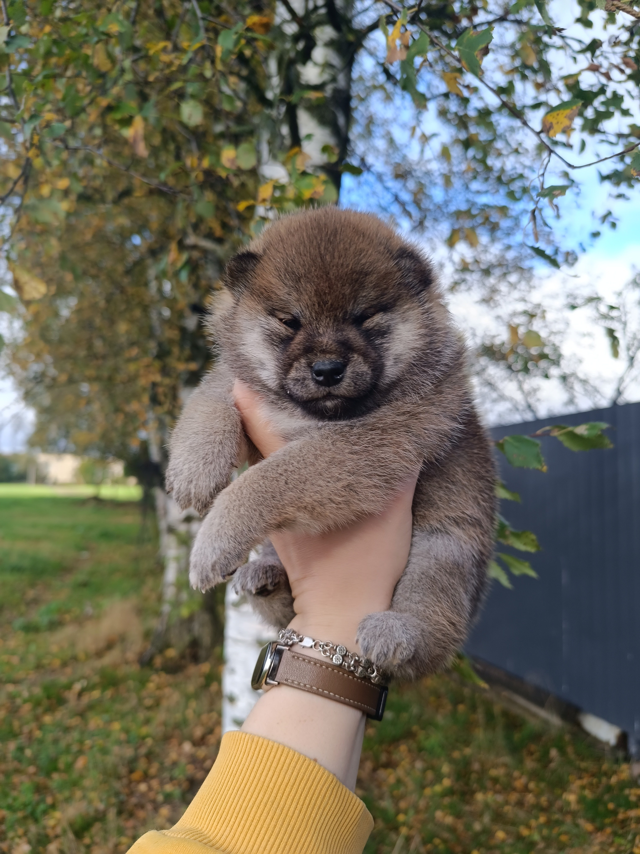 Rubylight Viva. AMERICAN AKITA RUBYLIGHT KENNEL I SHIBA-INU