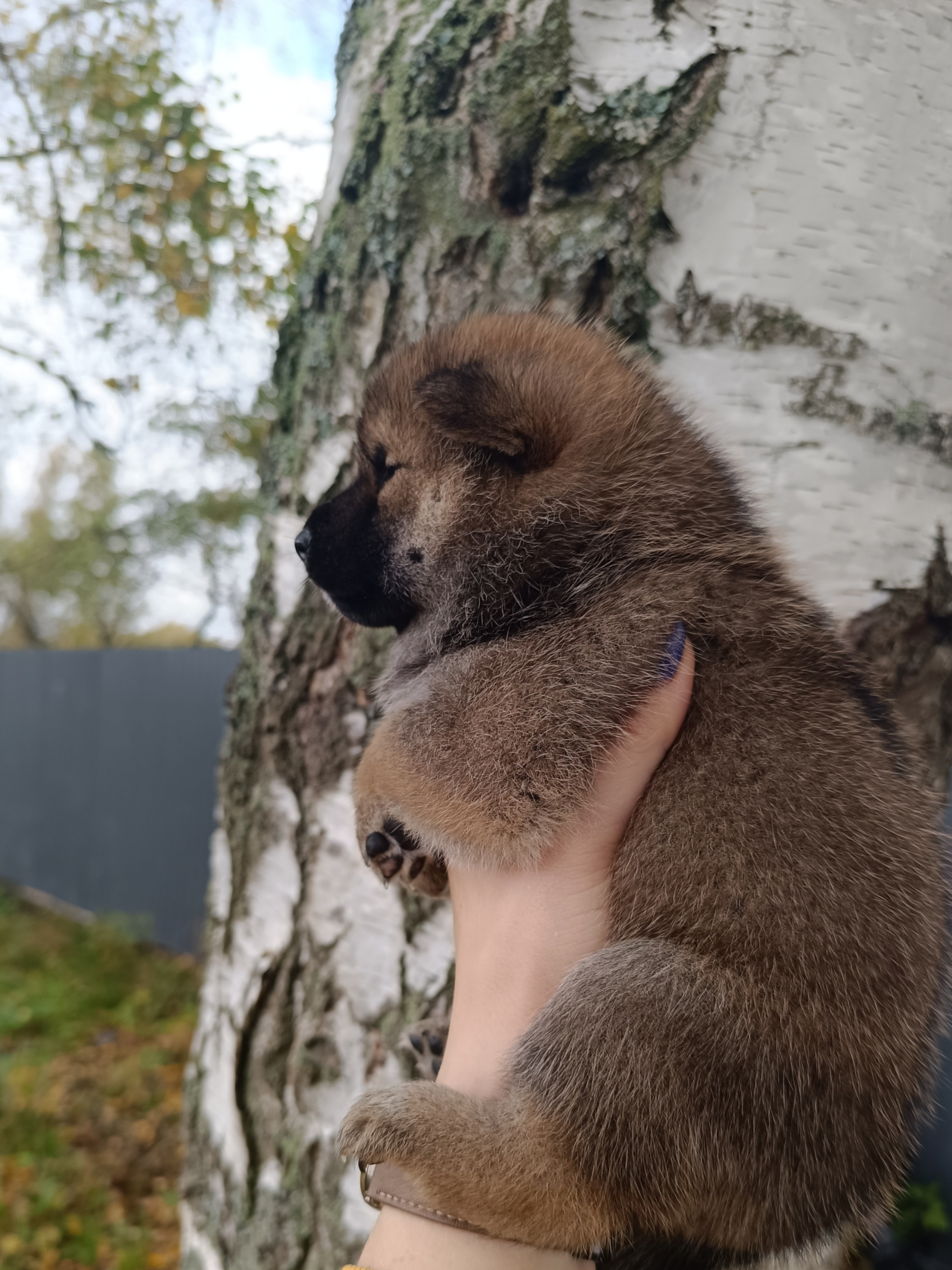 Rubylight Viking. AMERICAN AKITA RUBYLIGHT KENNEL I SHIBA-INU