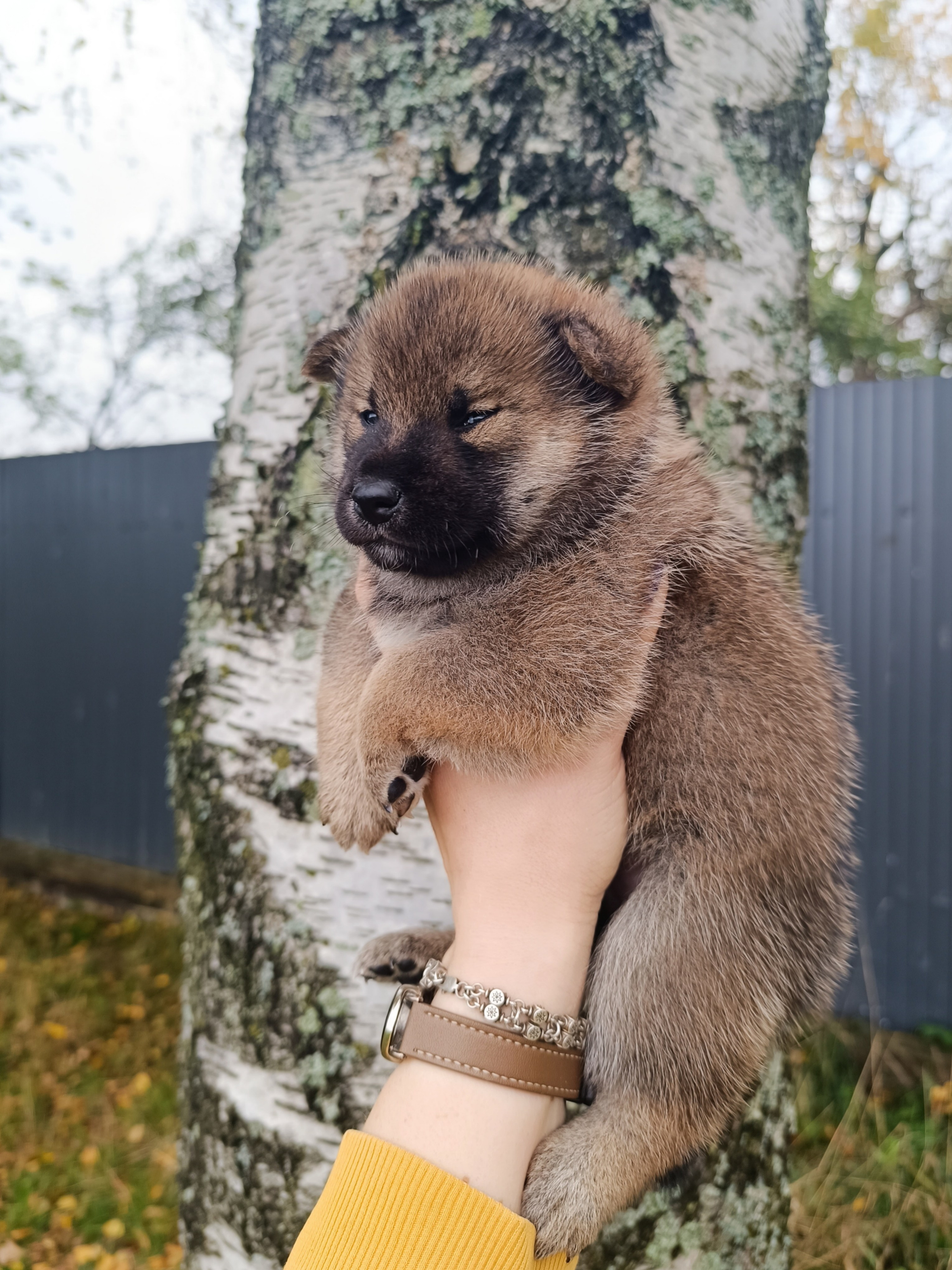 Rubylight Viking. AMERICAN AKITA RUBYLIGHT KENNEL I SHIBA-INU