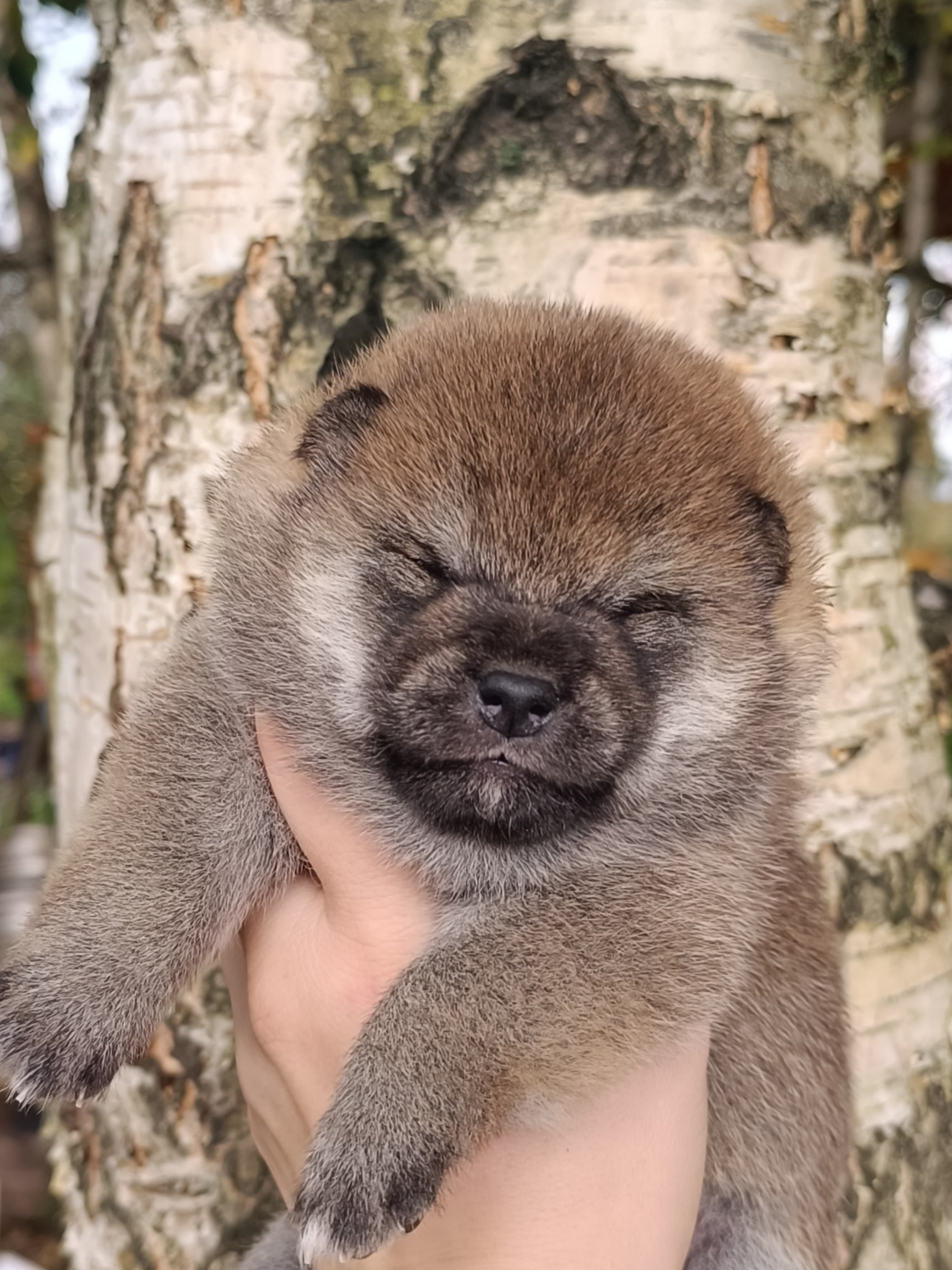 Rubylight Viva. AMERICAN AKITA RUBYLIGHT KENNEL I SHIBA-INU