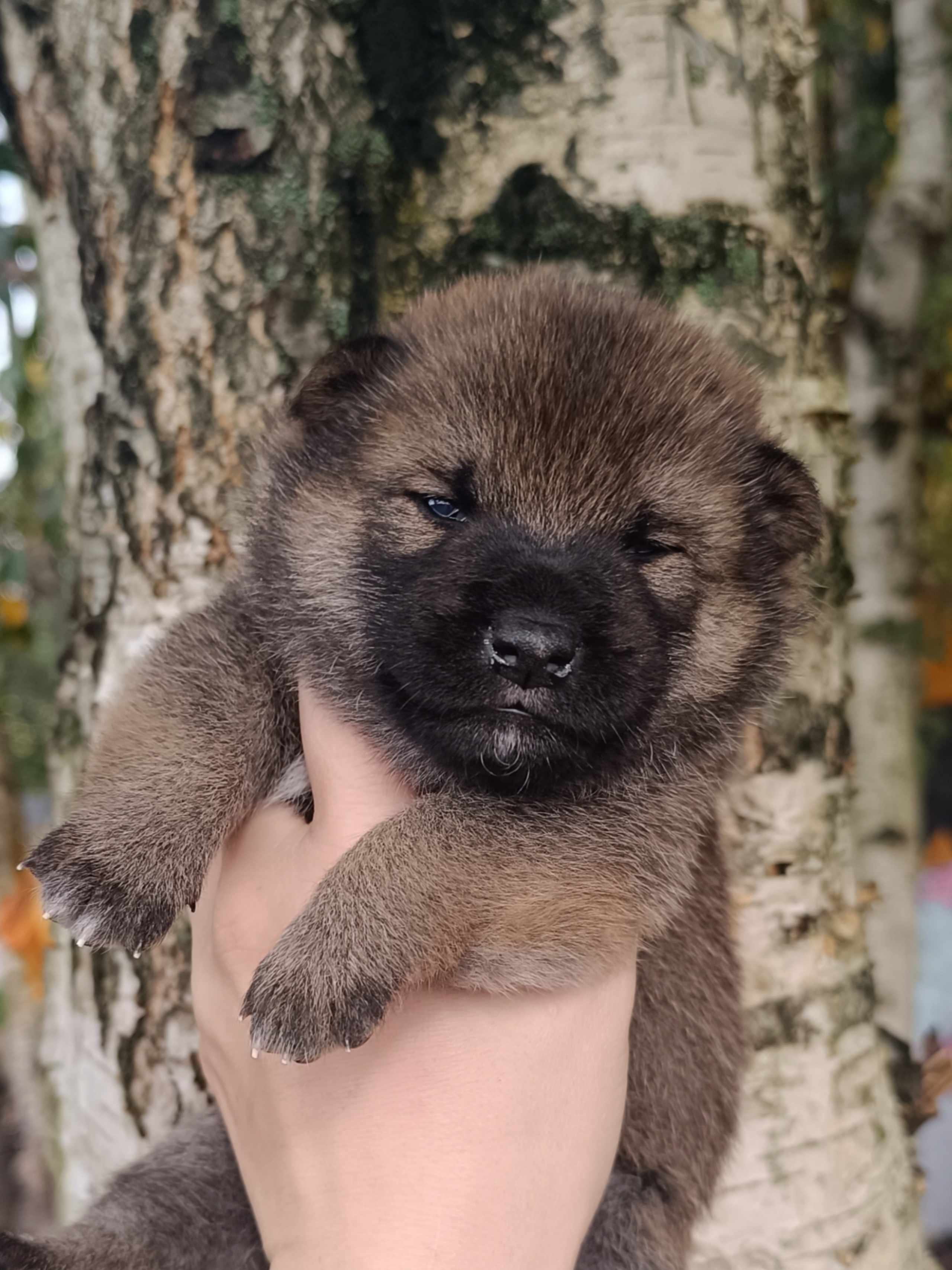 Rubylight Viking. AMERICAN AKITA RUBYLIGHT KENNEL I SHIBA-INU
