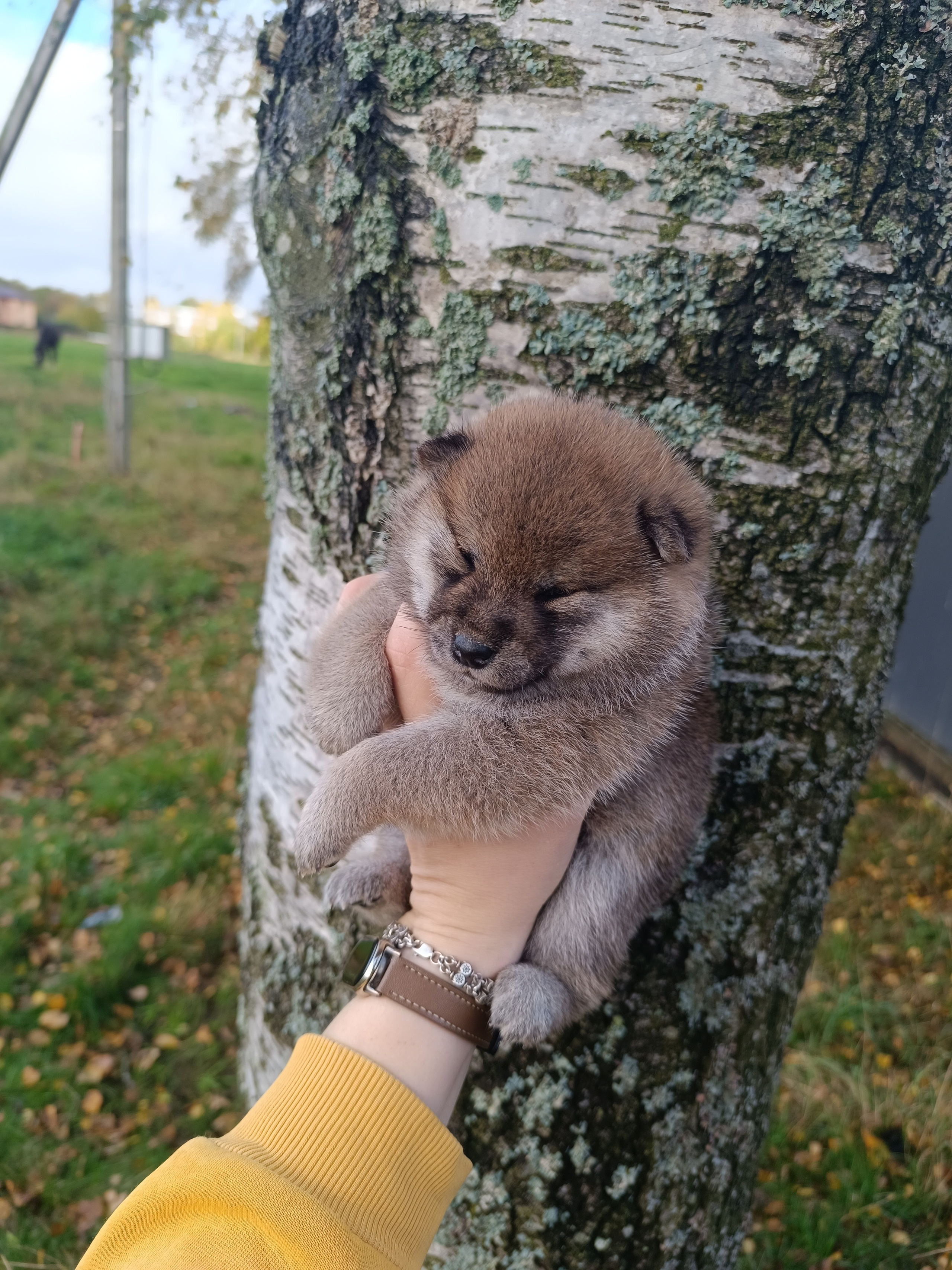 Rubylight Viva. AMERICAN AKITA RUBYLIGHT KENNEL I SHIBA-INU