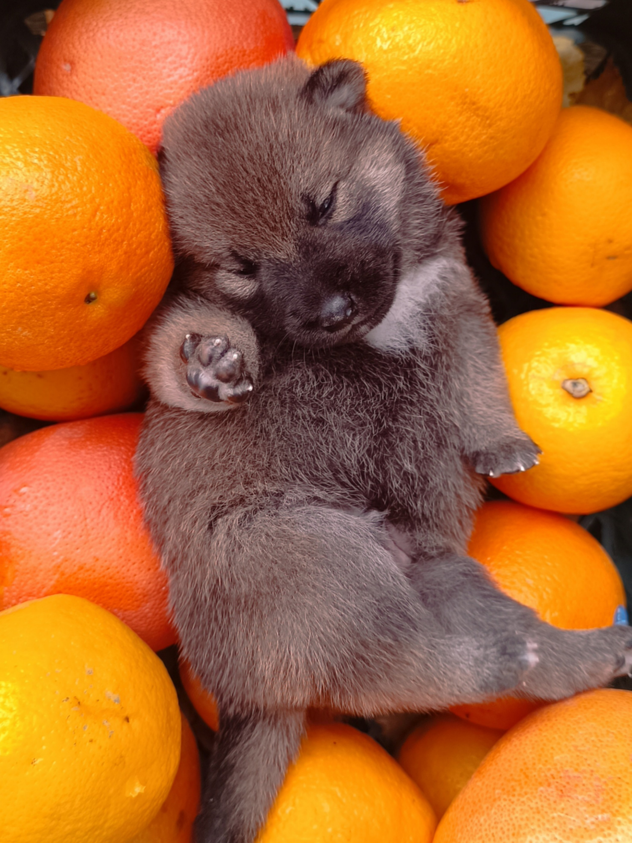 Rubylight Viking. AMERICAN AKITA RUBYLIGHT KENNEL I SHIBA-INU