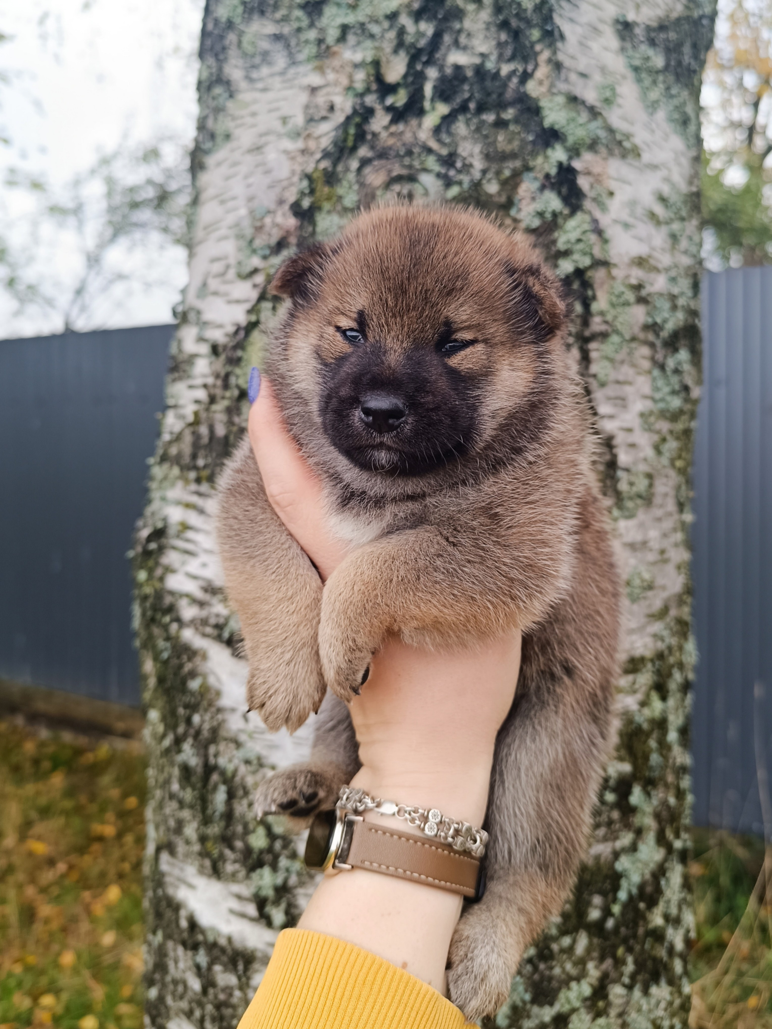 Rubylight Viking. AMERICAN AKITA RUBYLIGHT KENNEL I SHIBA-INU