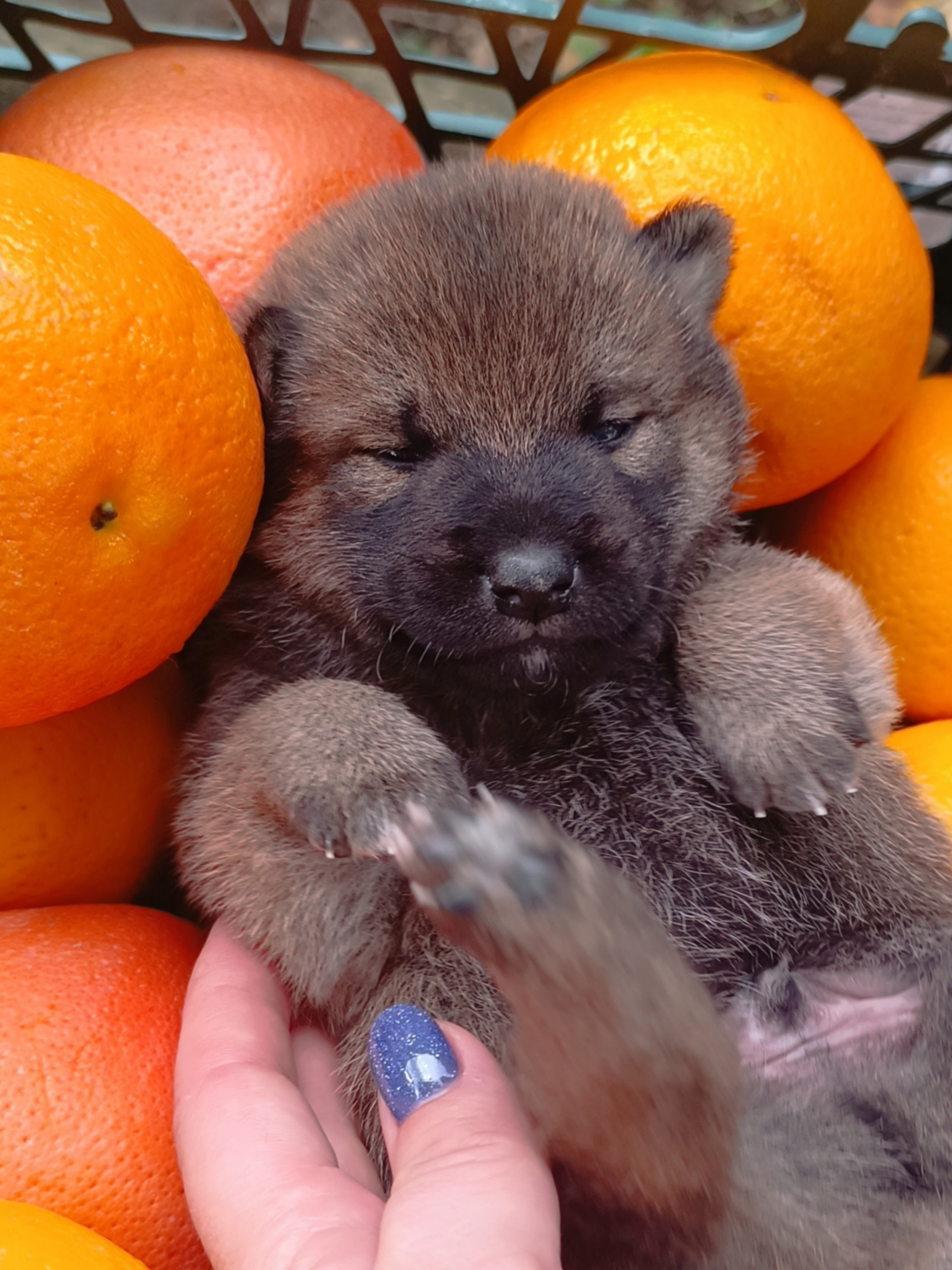 Rubylight Viking. AMERICAN AKITA RUBYLIGHT KENNEL I SHIBA-INU