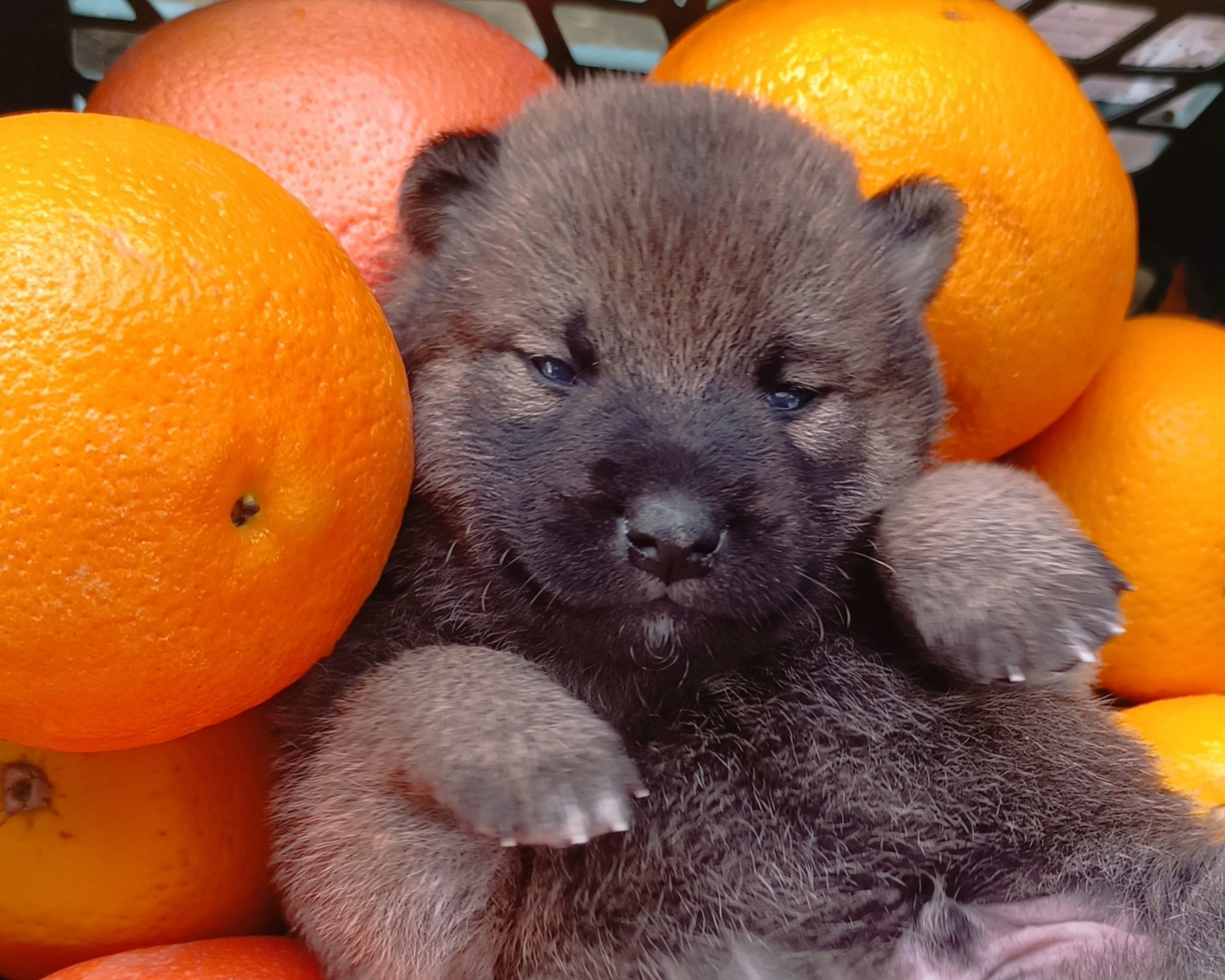 Rubylight Viking. AMERICAN AKITA RUBYLIGHT KENNEL I SHIBA-INU