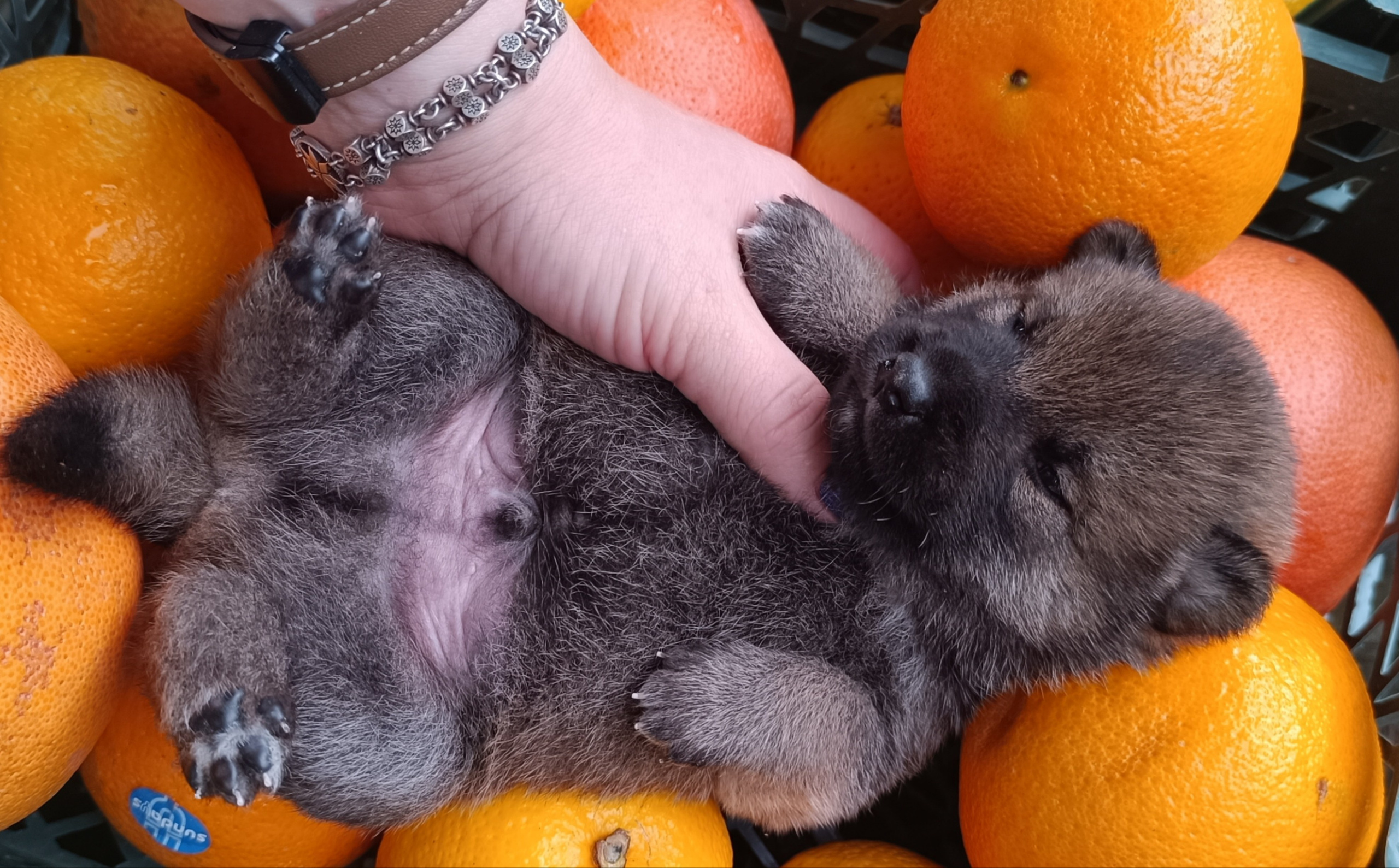 Rubylight Viking. AMERICAN AKITA RUBYLIGHT KENNEL I SHIBA-INU