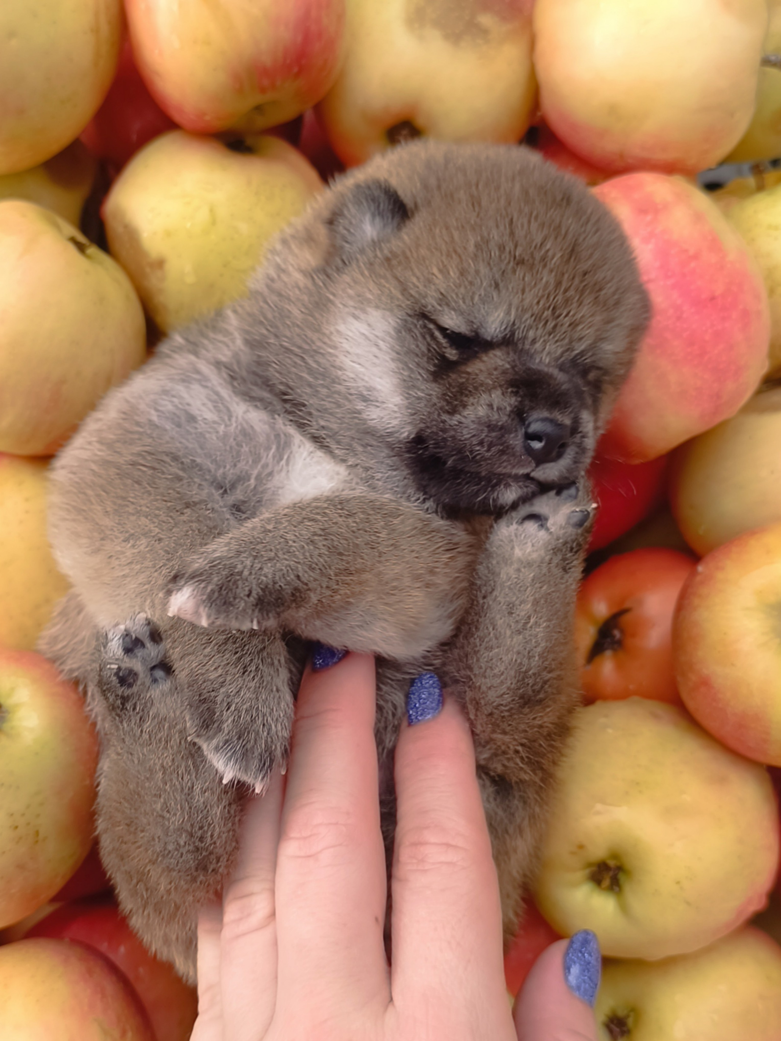 Rubylight Viva. AMERICAN AKITA RUBYLIGHT KENNEL I SHIBA-INU