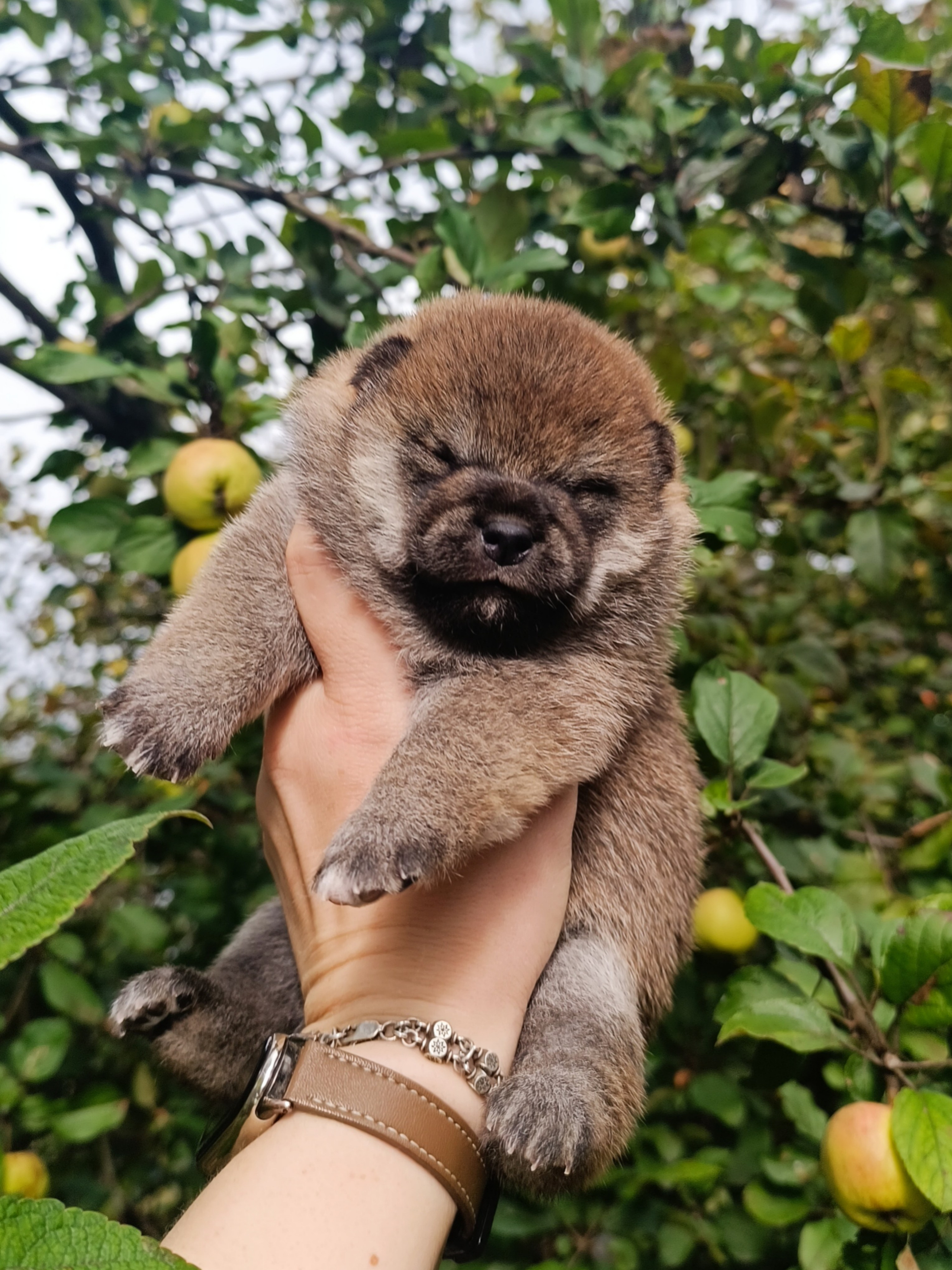 Rubylight Viva. AMERICAN AKITA RUBYLIGHT KENNEL I SHIBA-INU