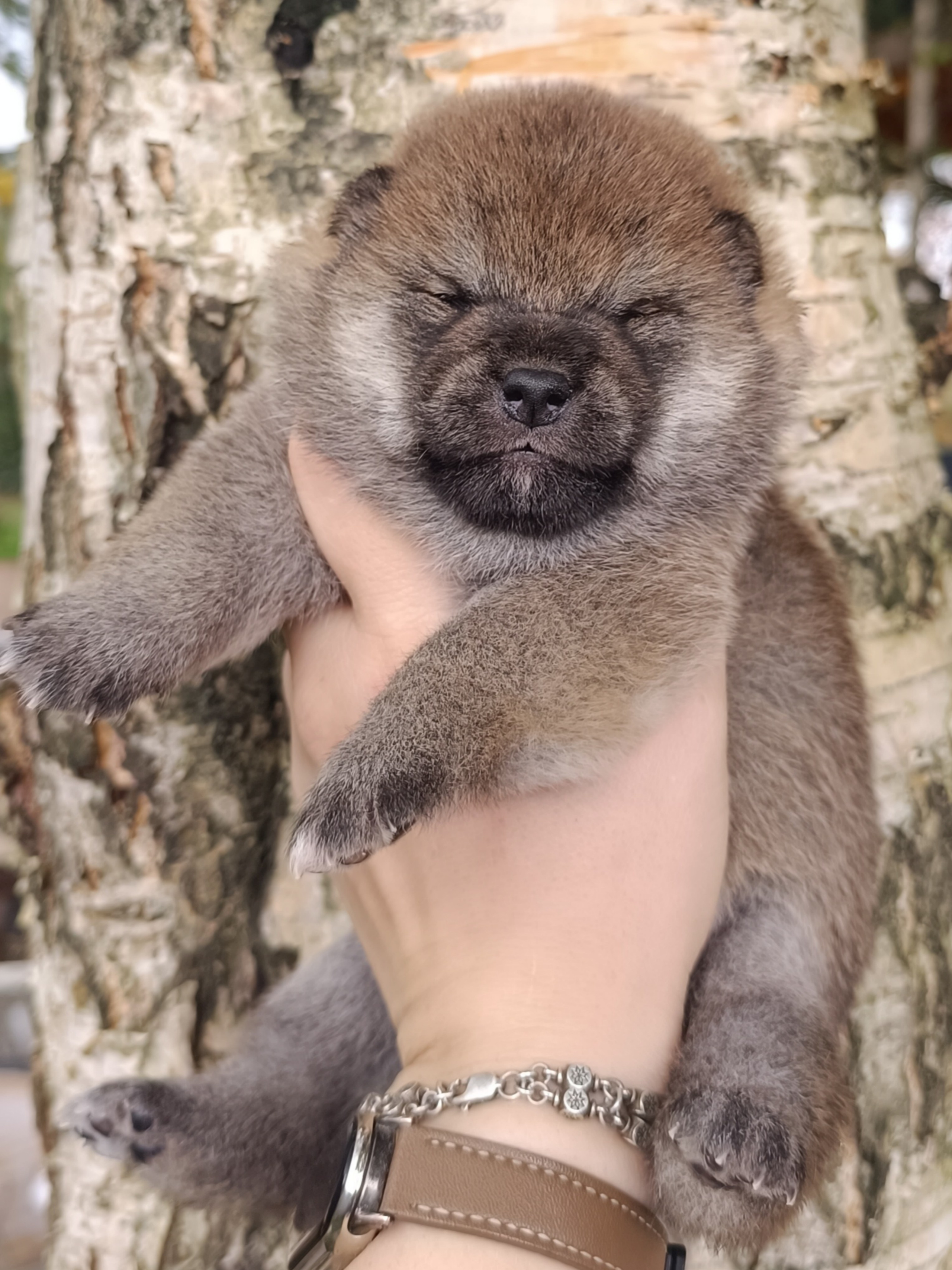 Rubylight Viva. AMERICAN AKITA RUBYLIGHT KENNEL I SHIBA-INU