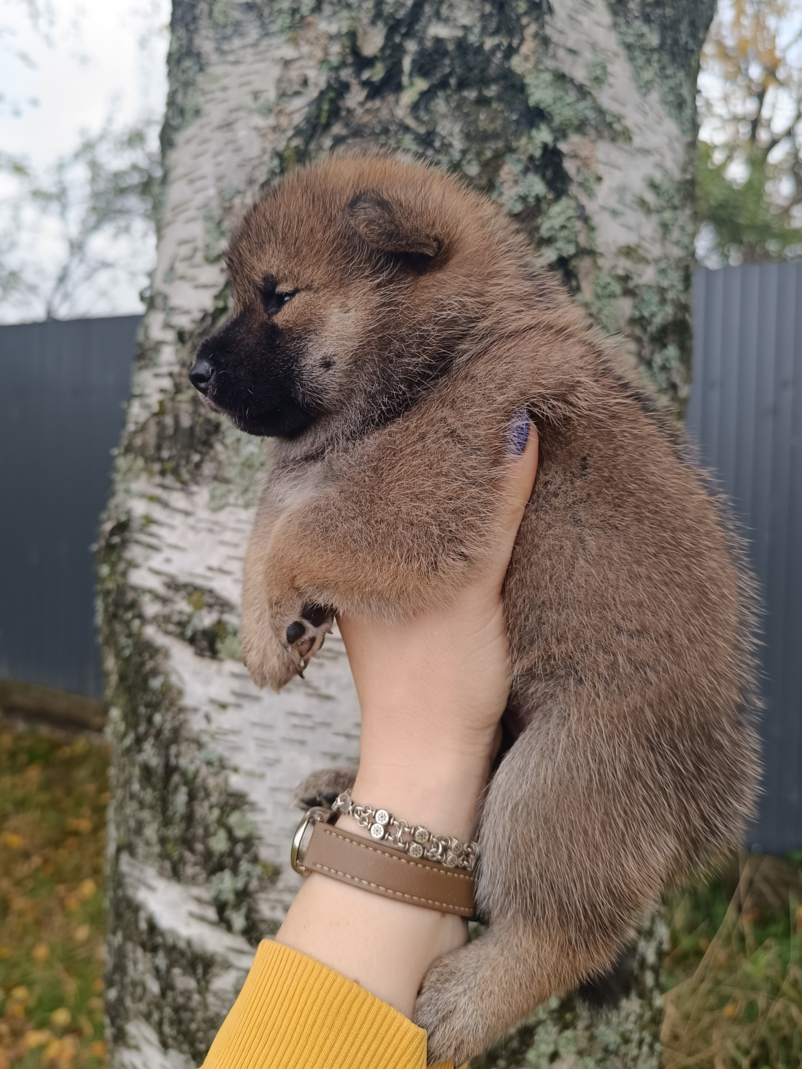 Rubylight Viking. AMERICAN AKITA RUBYLIGHT KENNEL I SHIBA-INU