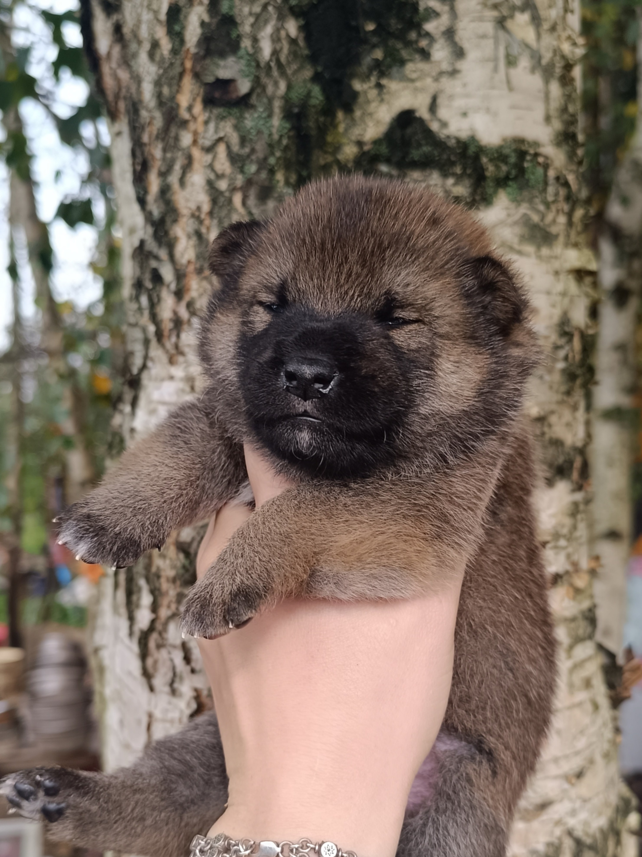 Rubylight Viking. AMERICAN AKITA RUBYLIGHT KENNEL I SHIBA-INU