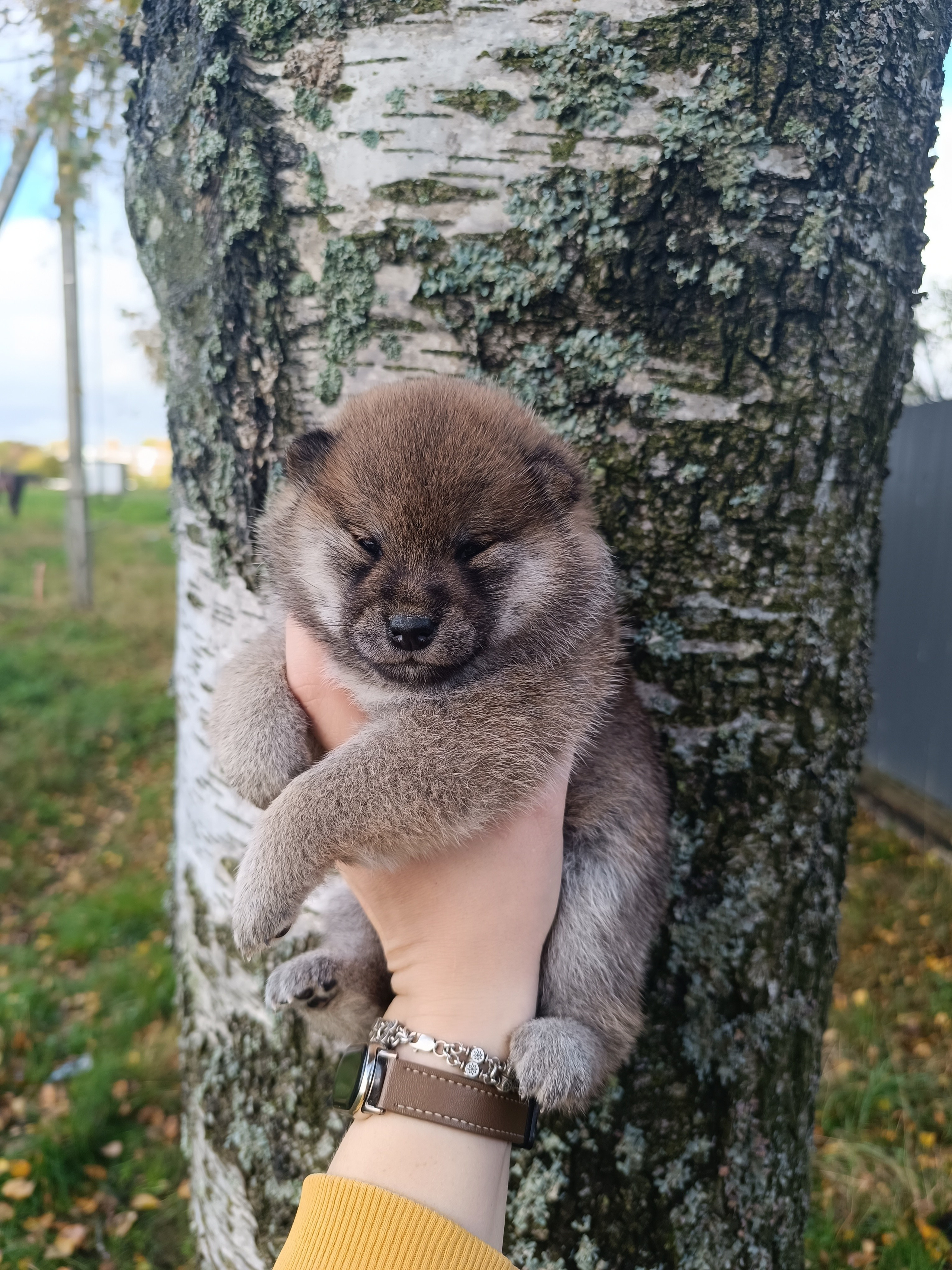 Rubylight Viva. AMERICAN AKITA RUBYLIGHT KENNEL I SHIBA-INU