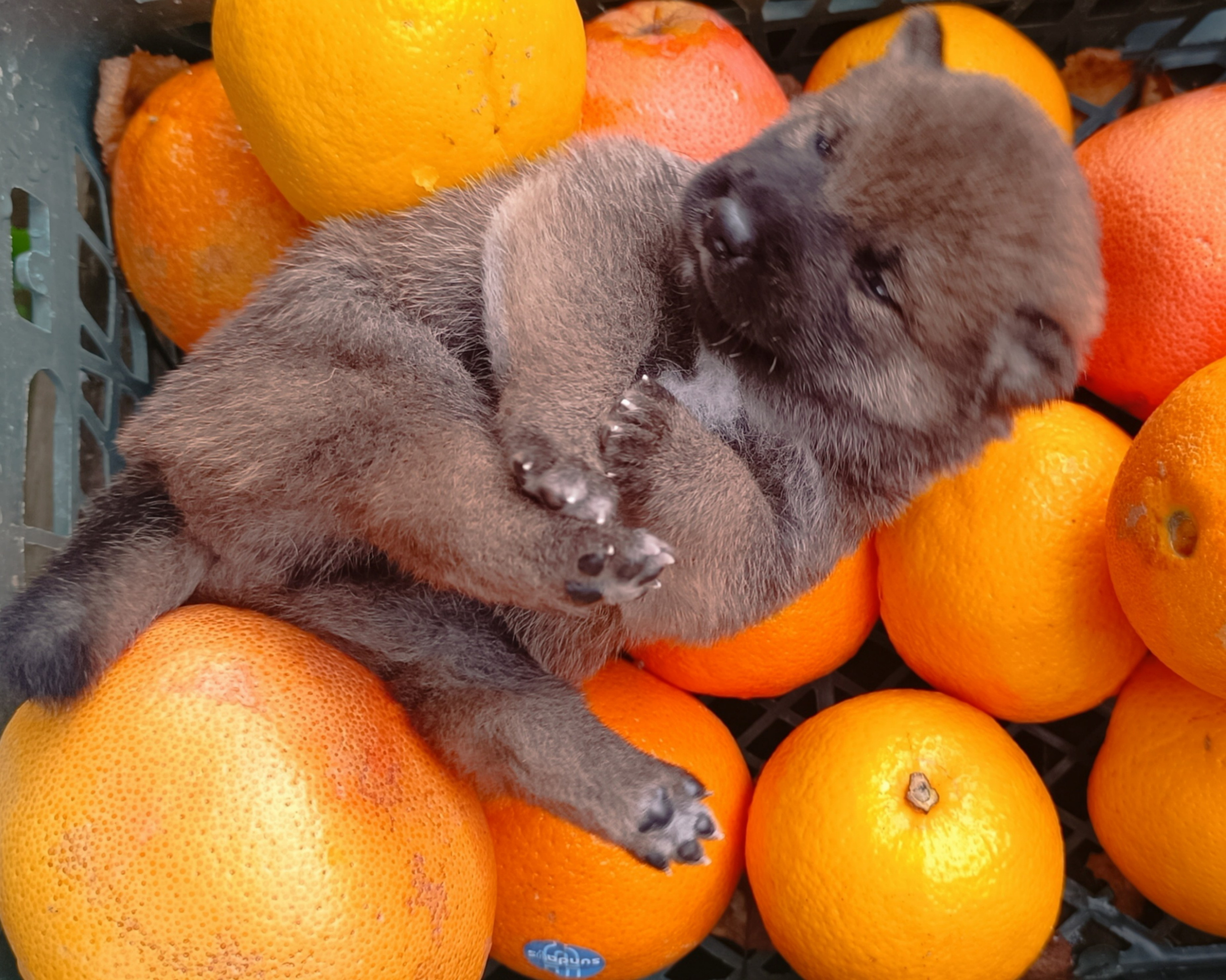 Rubylight Viking. AMERICAN AKITA RUBYLIGHT KENNEL I SHIBA-INU