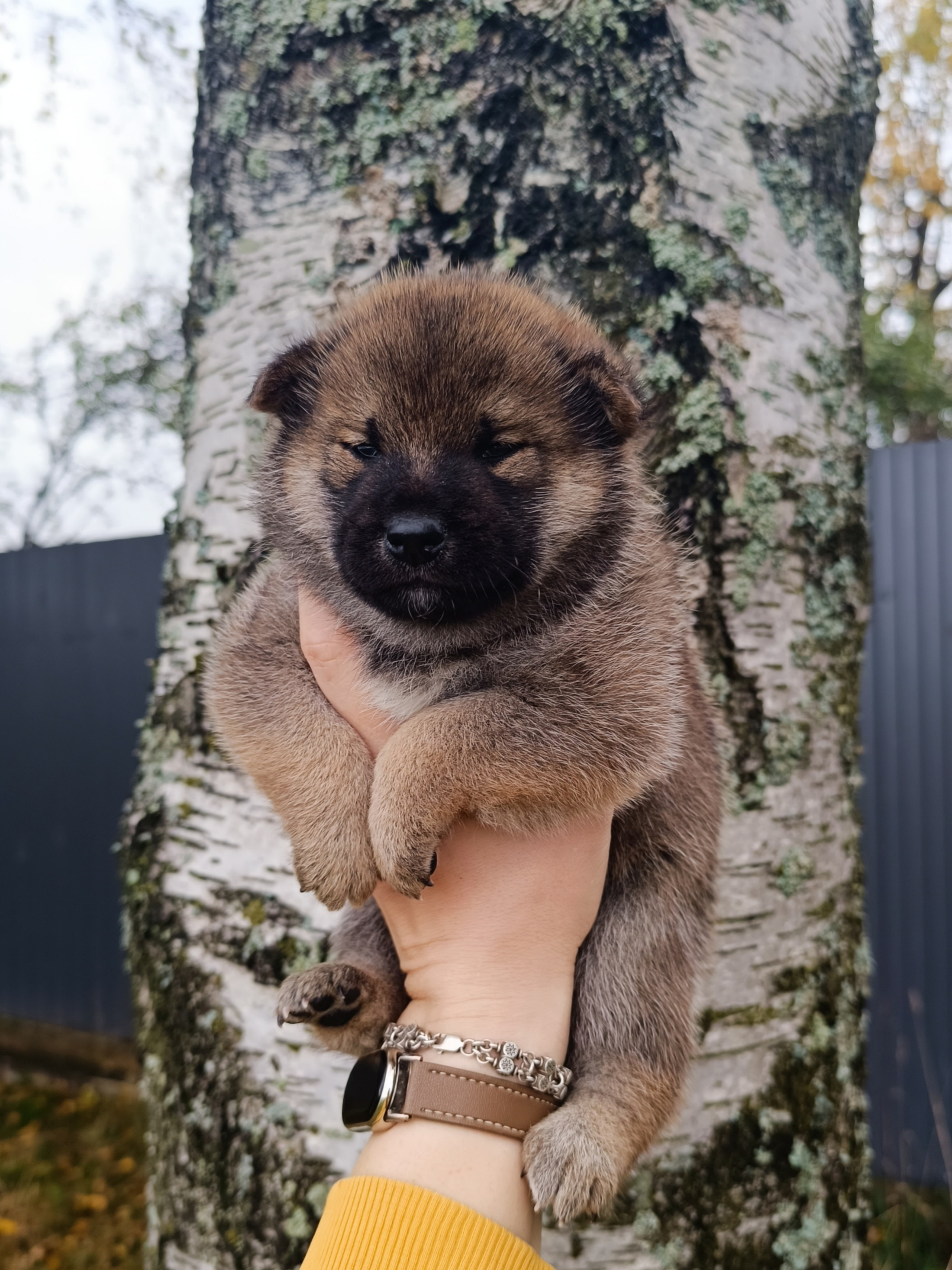 Rubylight Viking. AMERICAN AKITA RUBYLIGHT KENNEL I SHIBA-INU