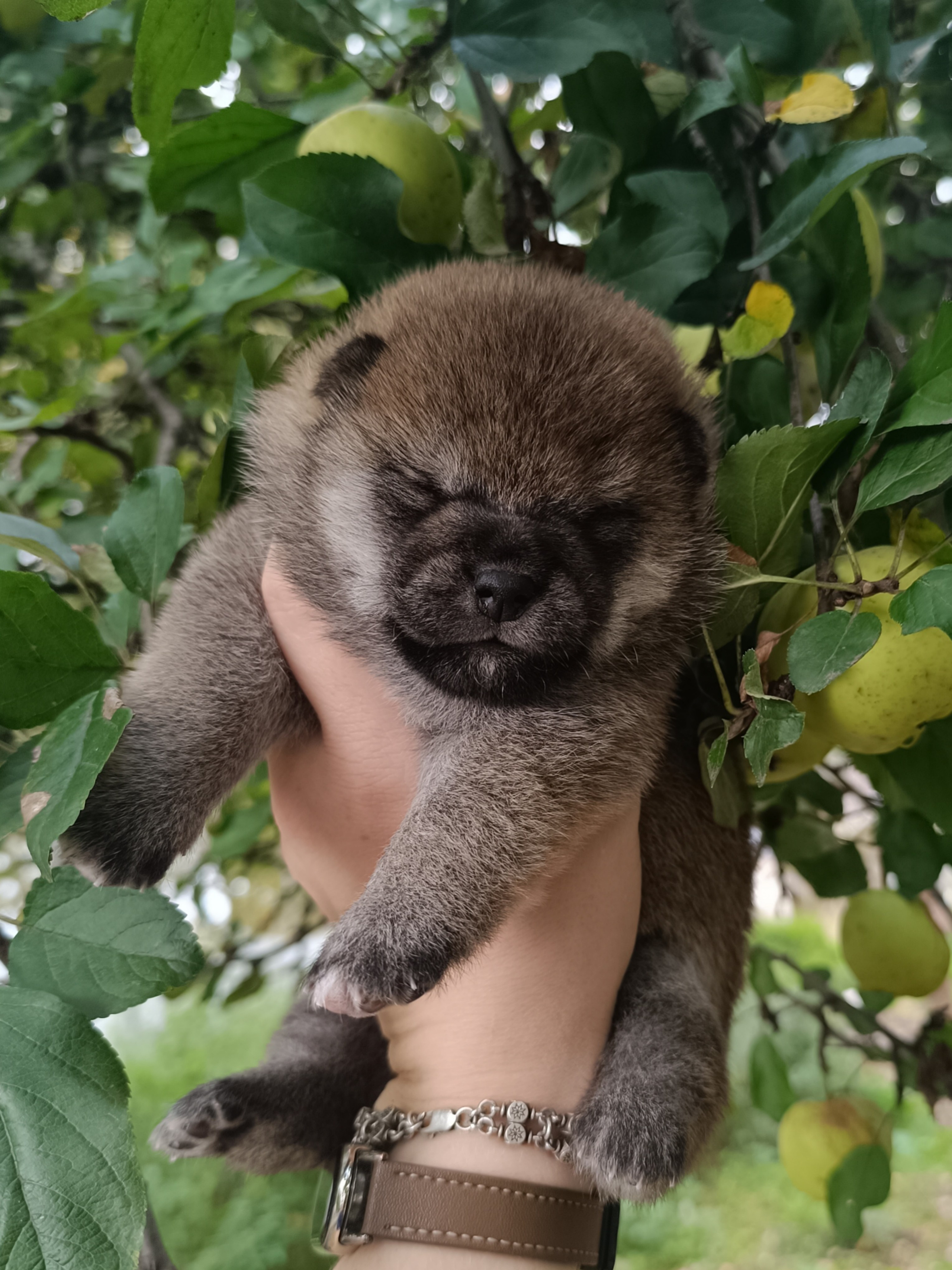 Rubylight Viva. AMERICAN AKITA RUBYLIGHT KENNEL I SHIBA-INU