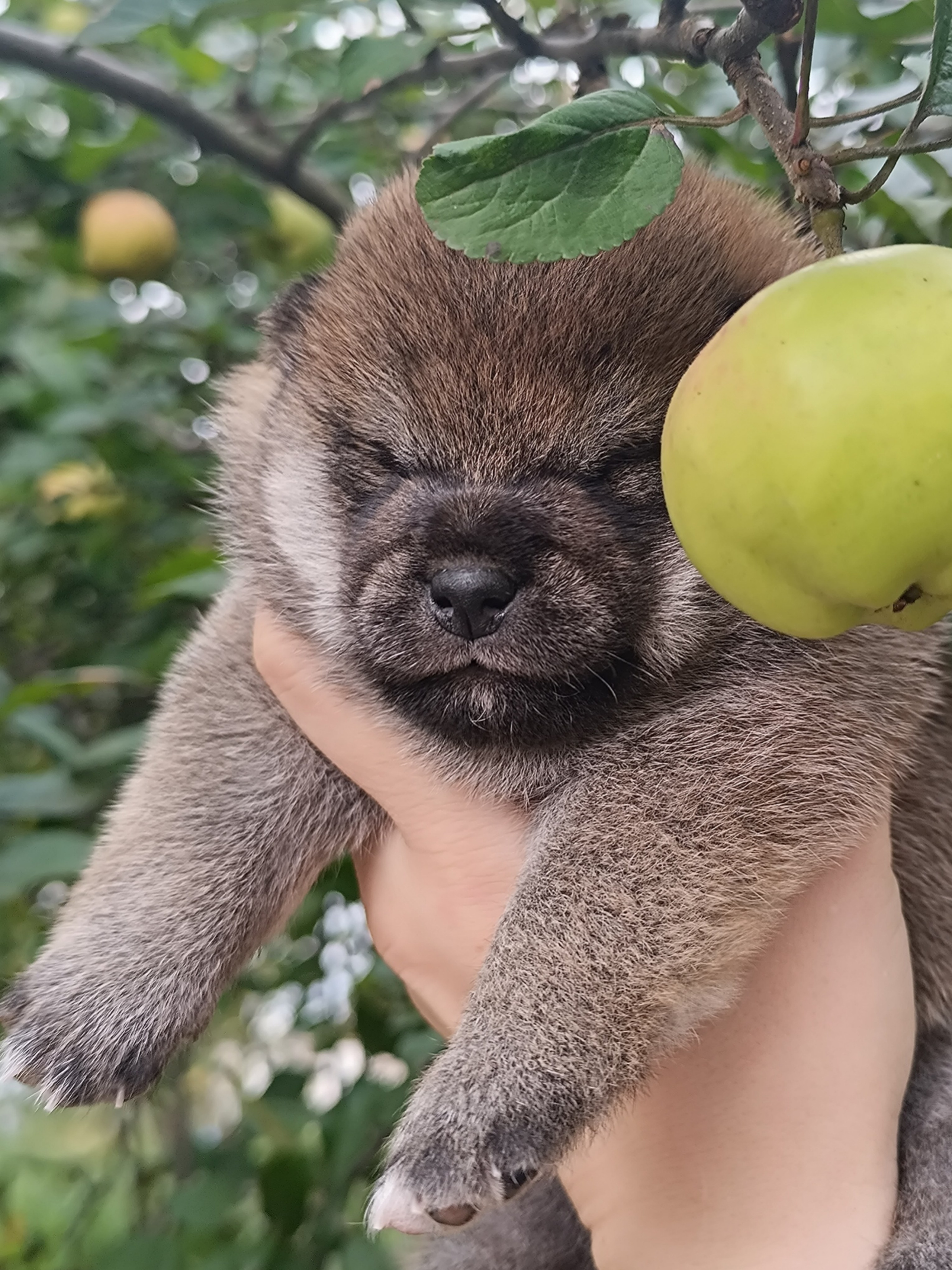 Rubylight Viva. AMERICAN AKITA RUBYLIGHT KENNEL I SHIBA-INU