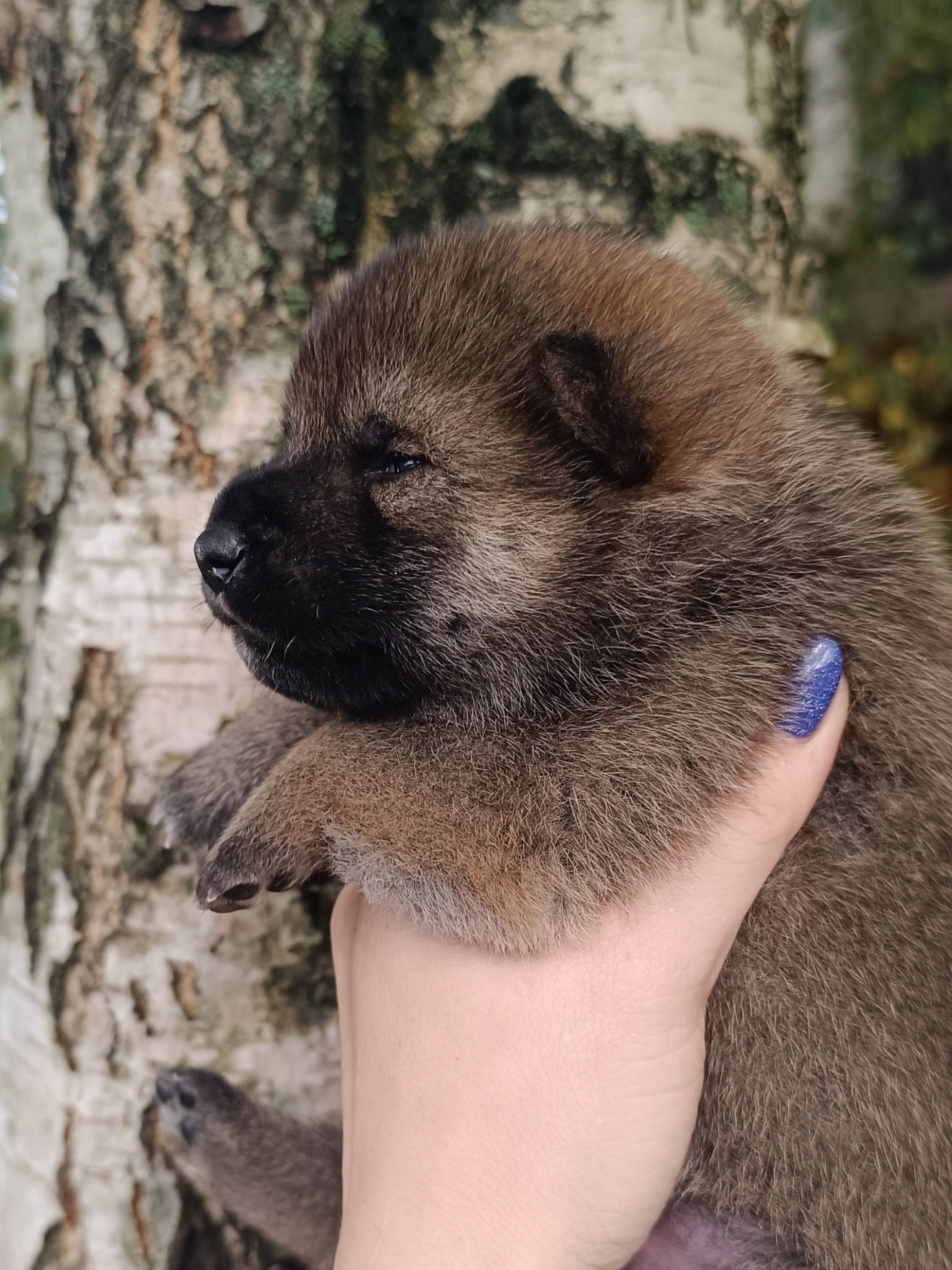 Rubylight Viking. AMERICAN AKITA RUBYLIGHT KENNEL I SHIBA-INU