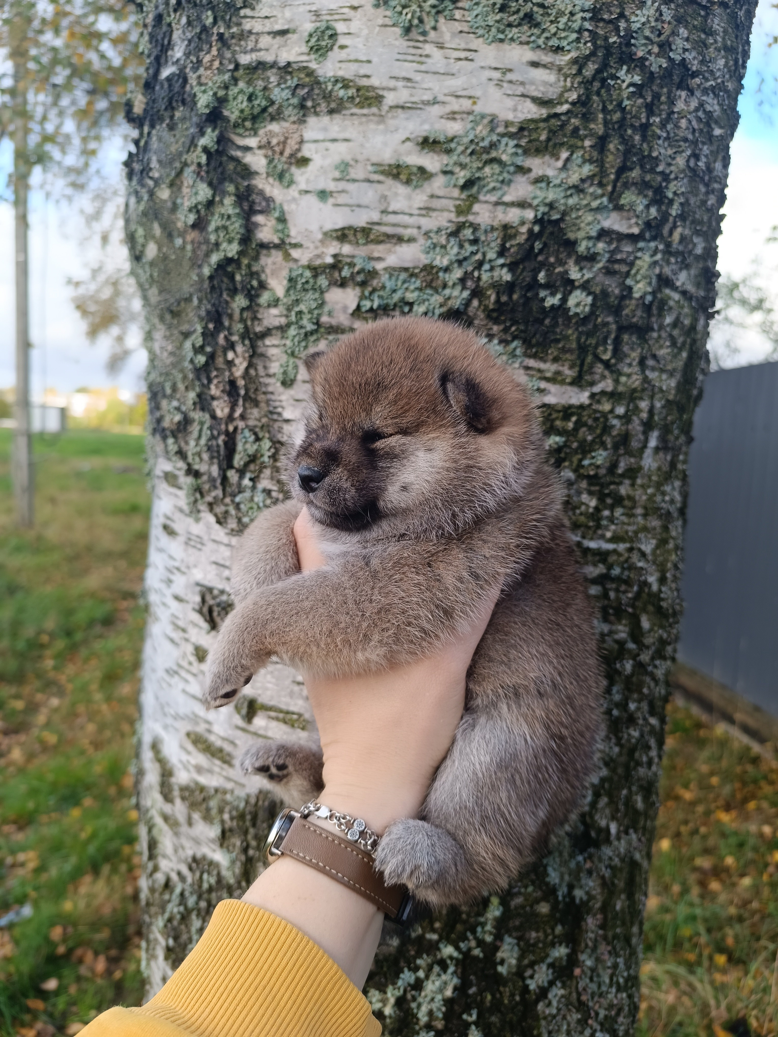 Rubylight Viva. AMERICAN AKITA RUBYLIGHT KENNEL I SHIBA-INU
