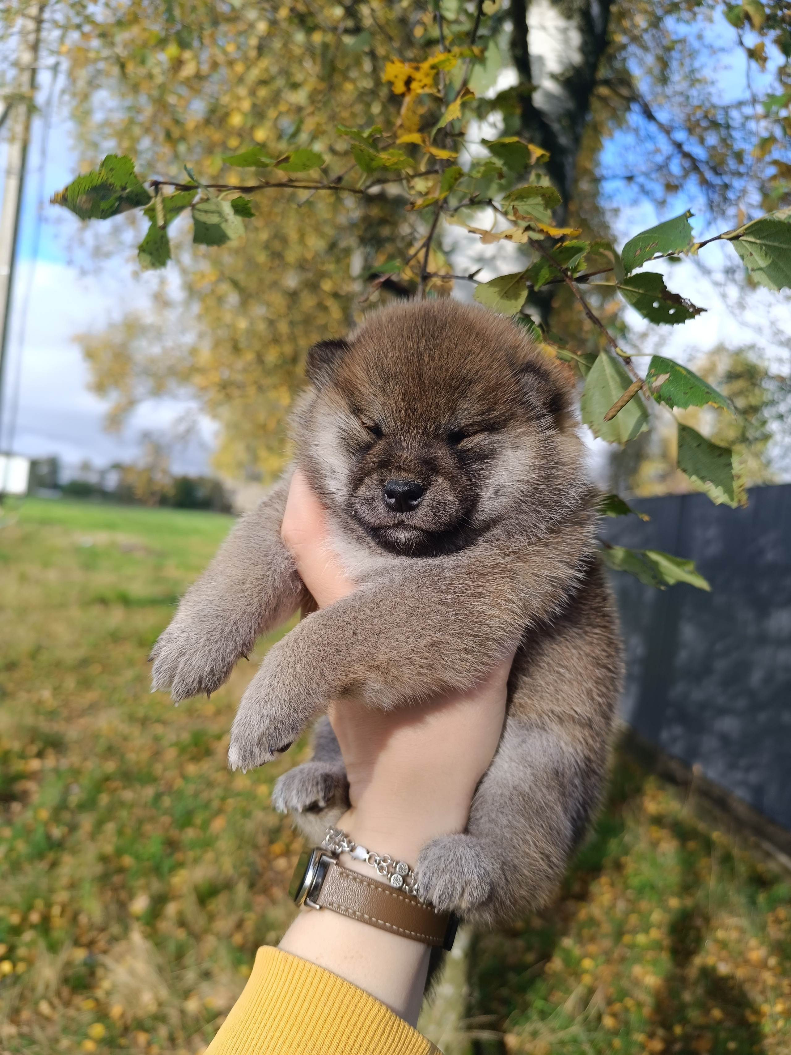 Rubylight Viva. AMERICAN AKITA RUBYLIGHT KENNEL I SHIBA-INU