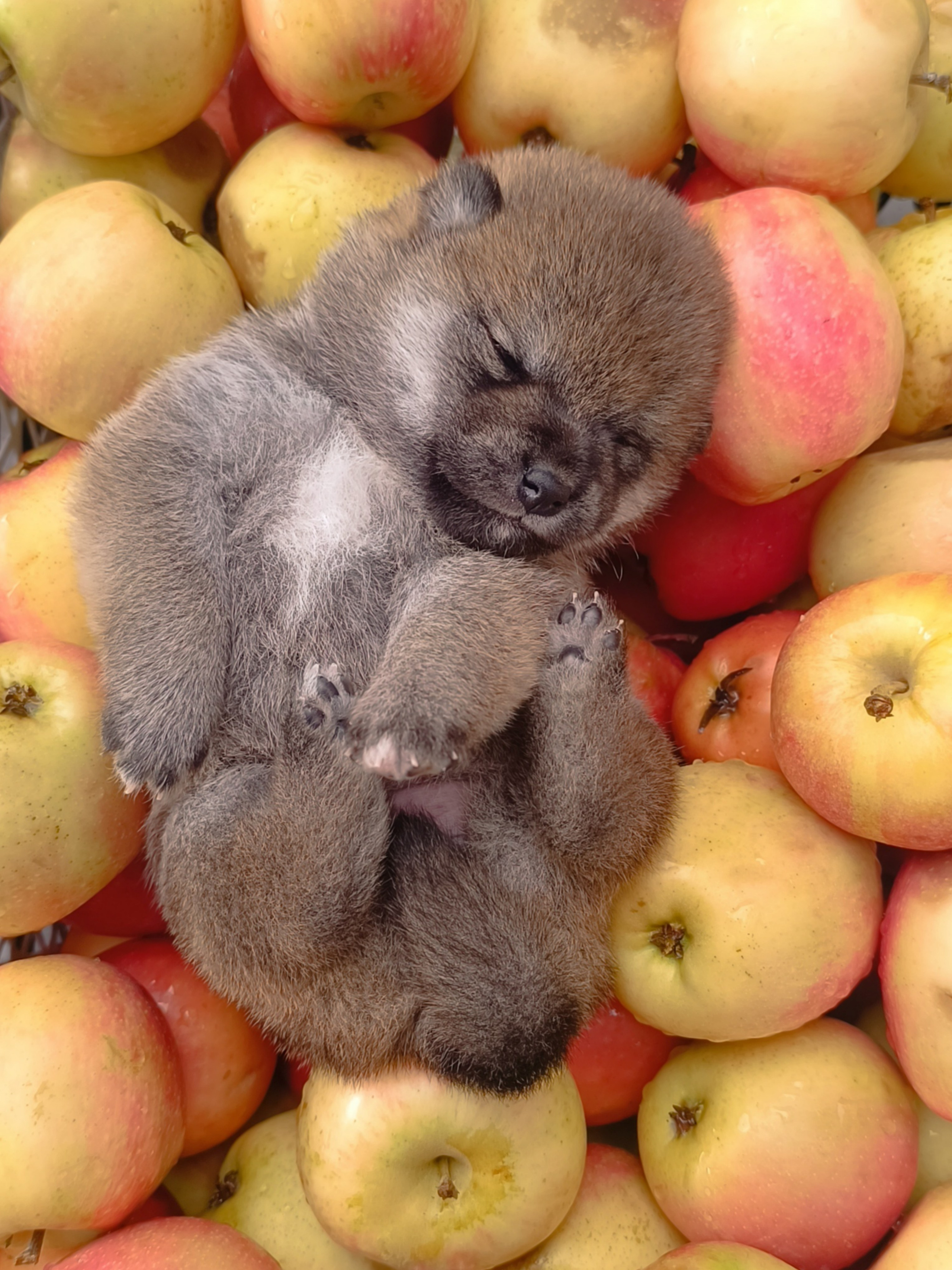 Rubylight Viva. AMERICAN AKITA RUBYLIGHT KENNEL I SHIBA-INU