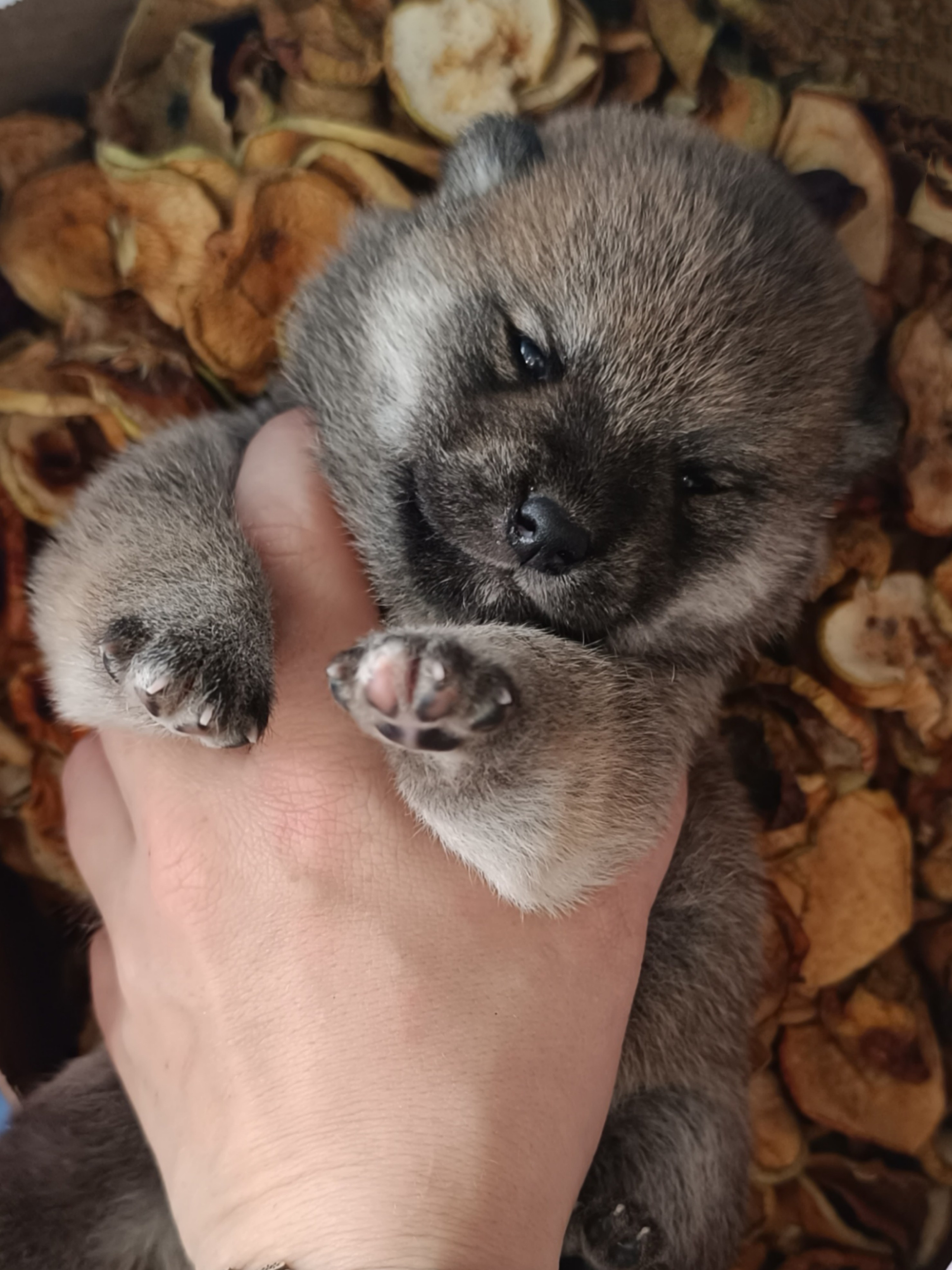 Rubylight Viva. AMERICAN AKITA RUBYLIGHT KENNEL I SHIBA-INU