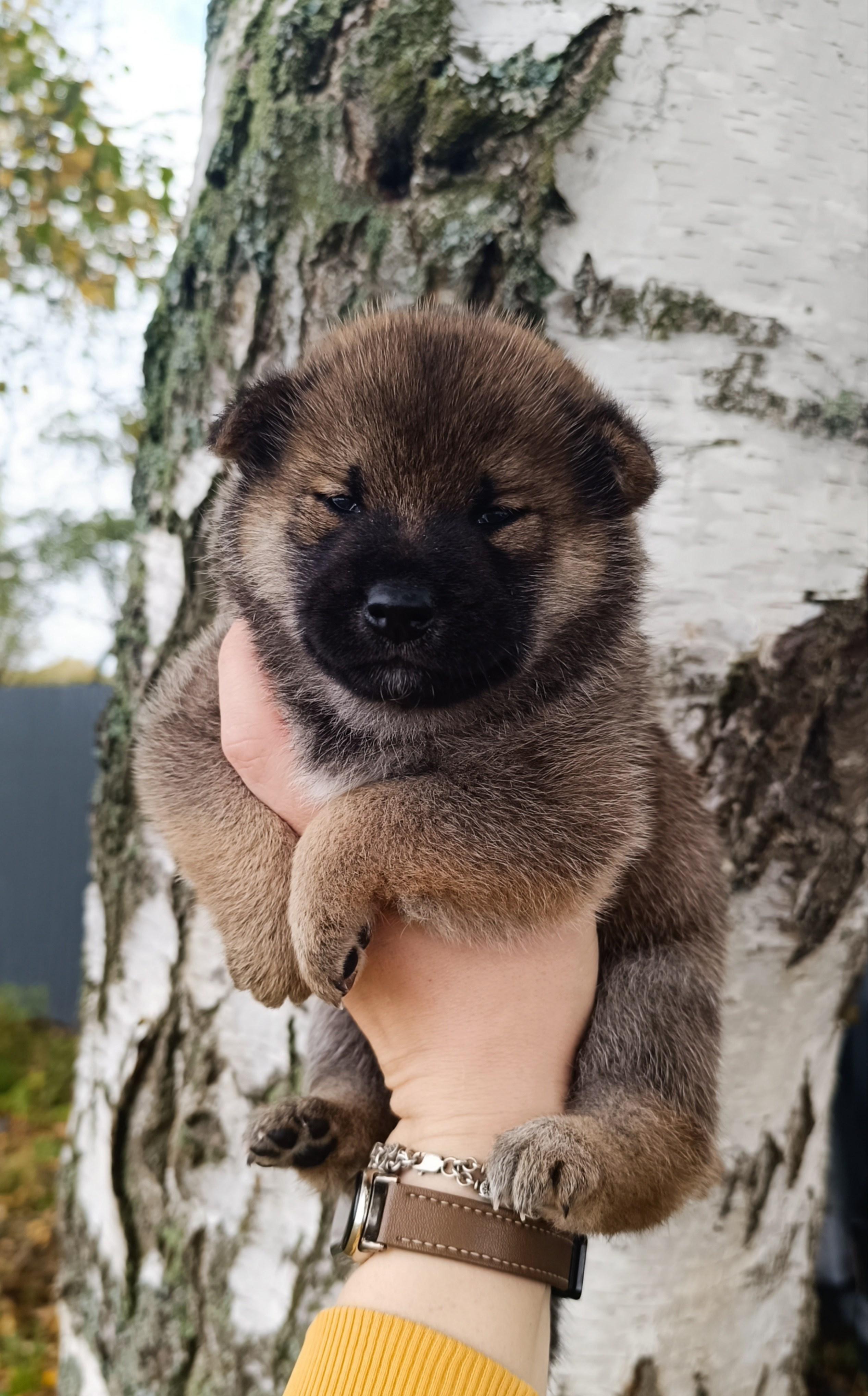 Rubylight Viking. AMERICAN AKITA RUBYLIGHT KENNEL I SHIBA-INU