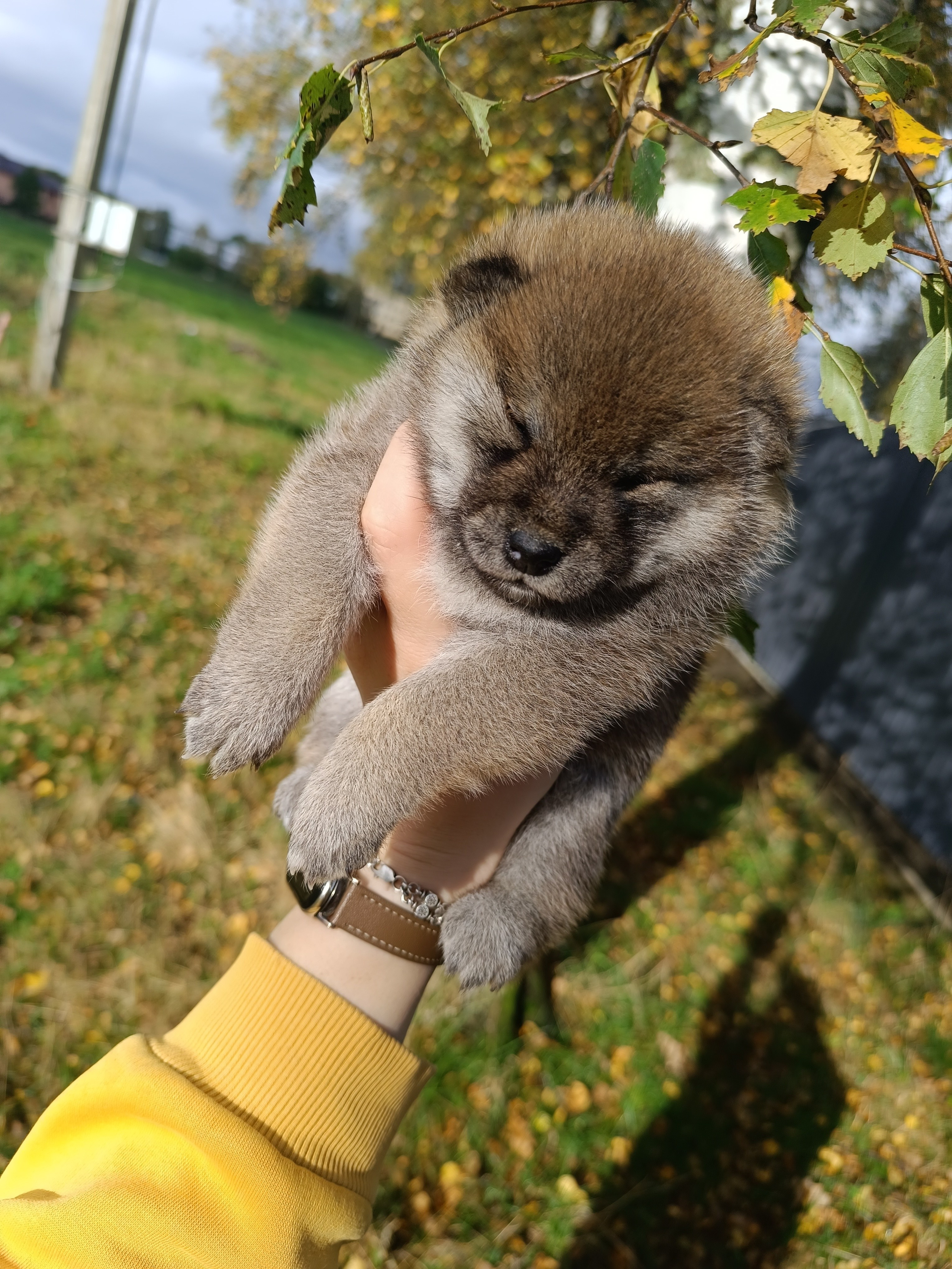 Rubylight Viva. AMERICAN AKITA RUBYLIGHT KENNEL I SHIBA-INU