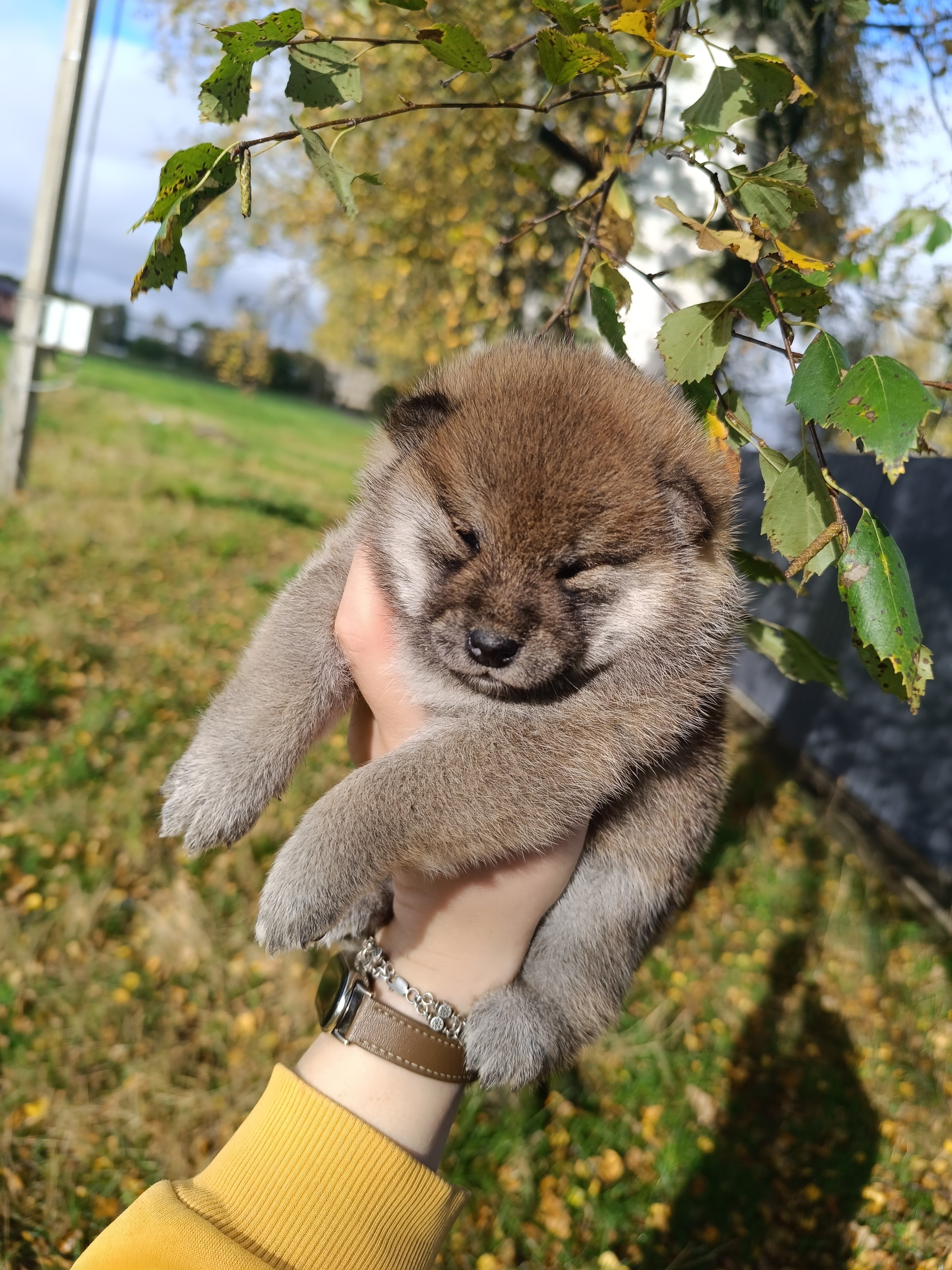 Rubylight Viva. AMERICAN AKITA RUBYLIGHT KENNEL I SHIBA-INU