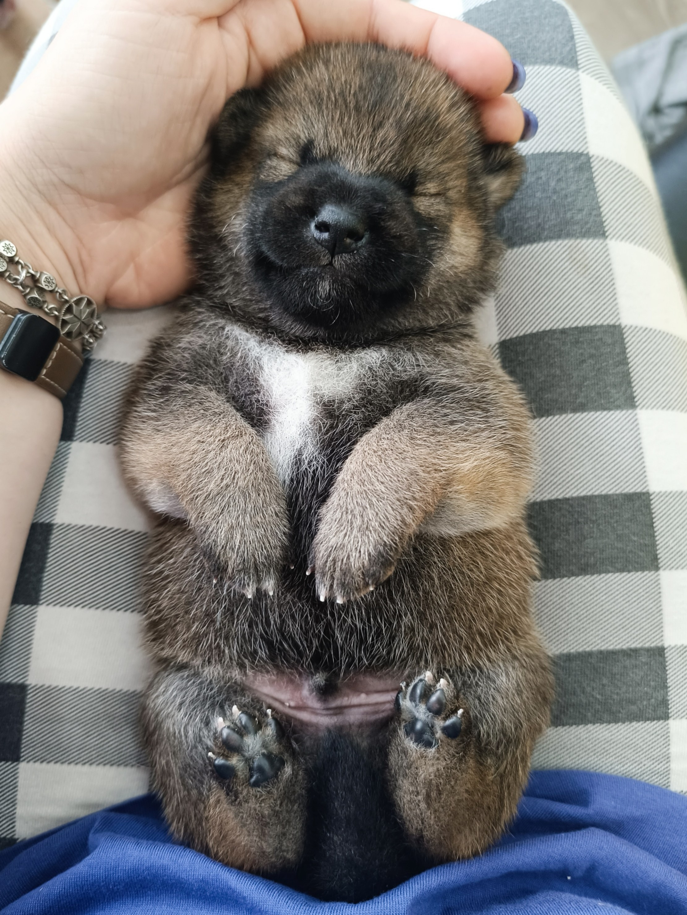 Rubylight Viking. AMERICAN AKITA RUBYLIGHT KENNEL I SHIBA-INU