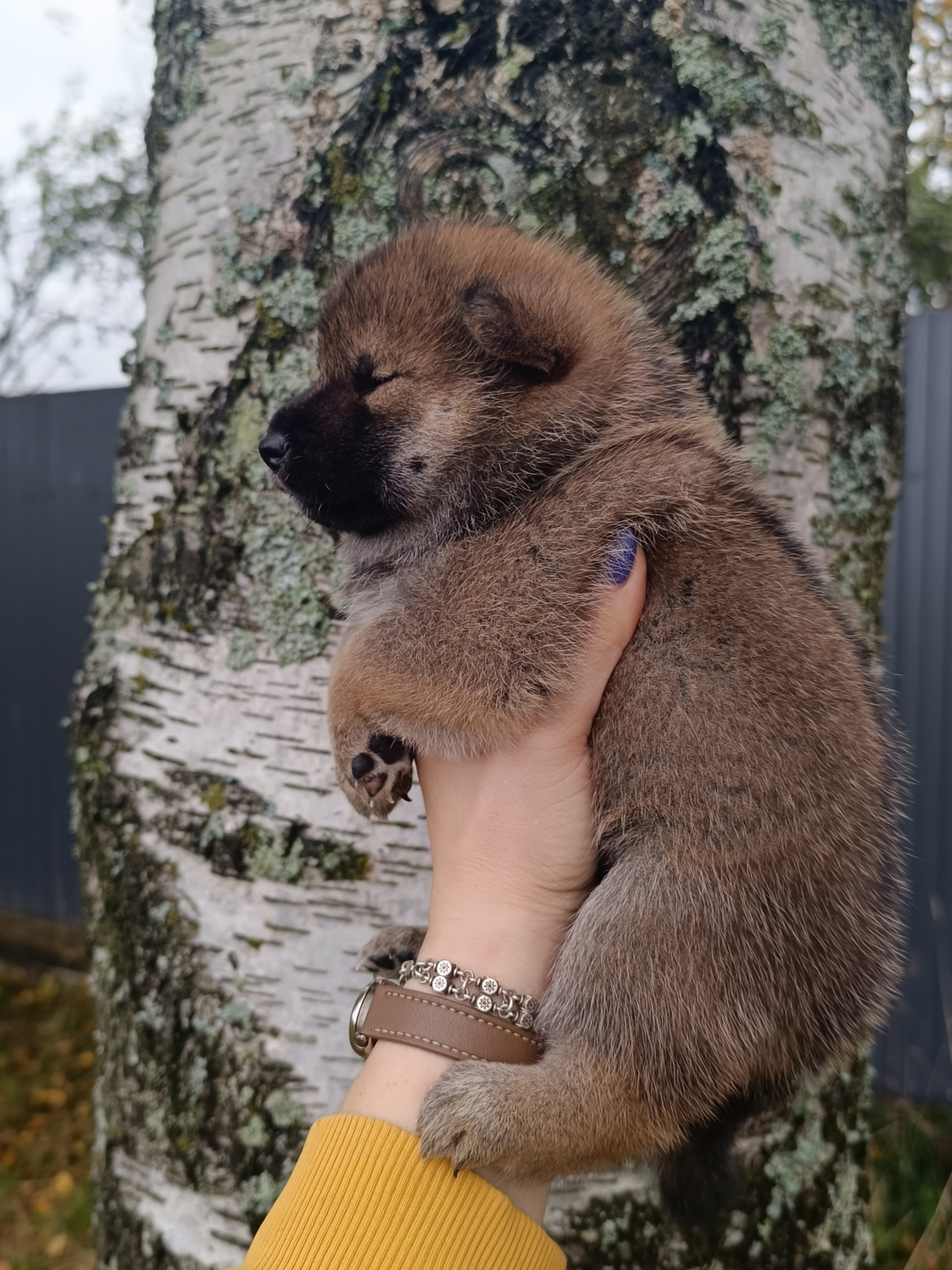 Rubylight Viking. AMERICAN AKITA RUBYLIGHT KENNEL I SHIBA-INU