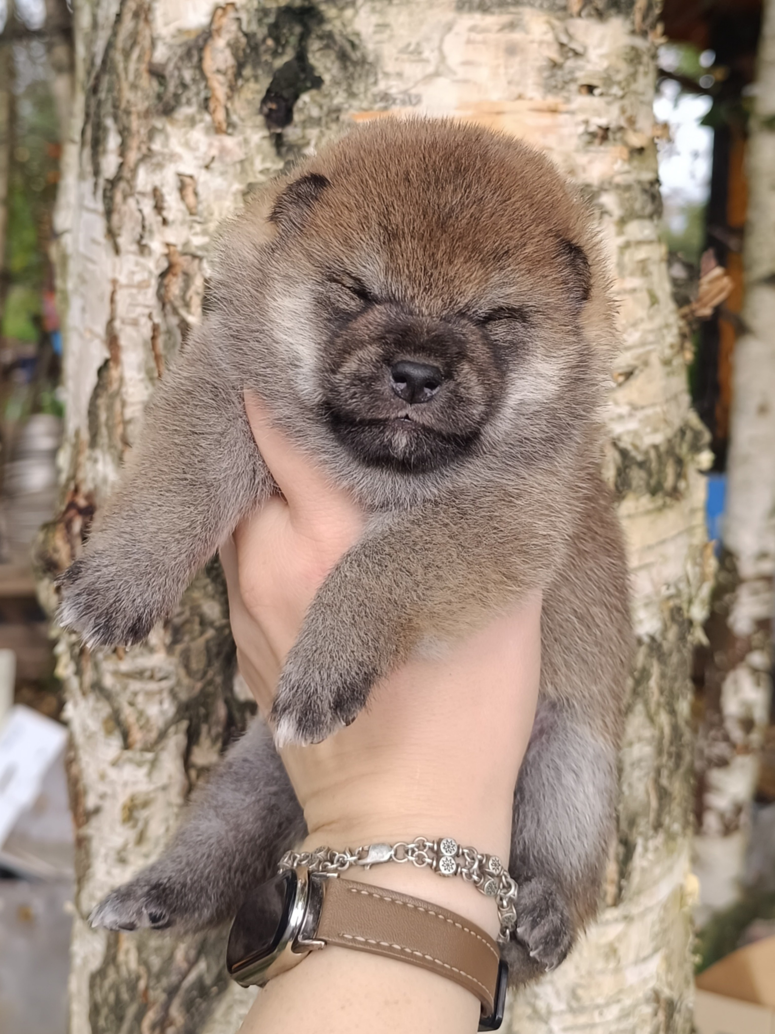 Rubylight Viva. AMERICAN AKITA RUBYLIGHT KENNEL I SHIBA-INU