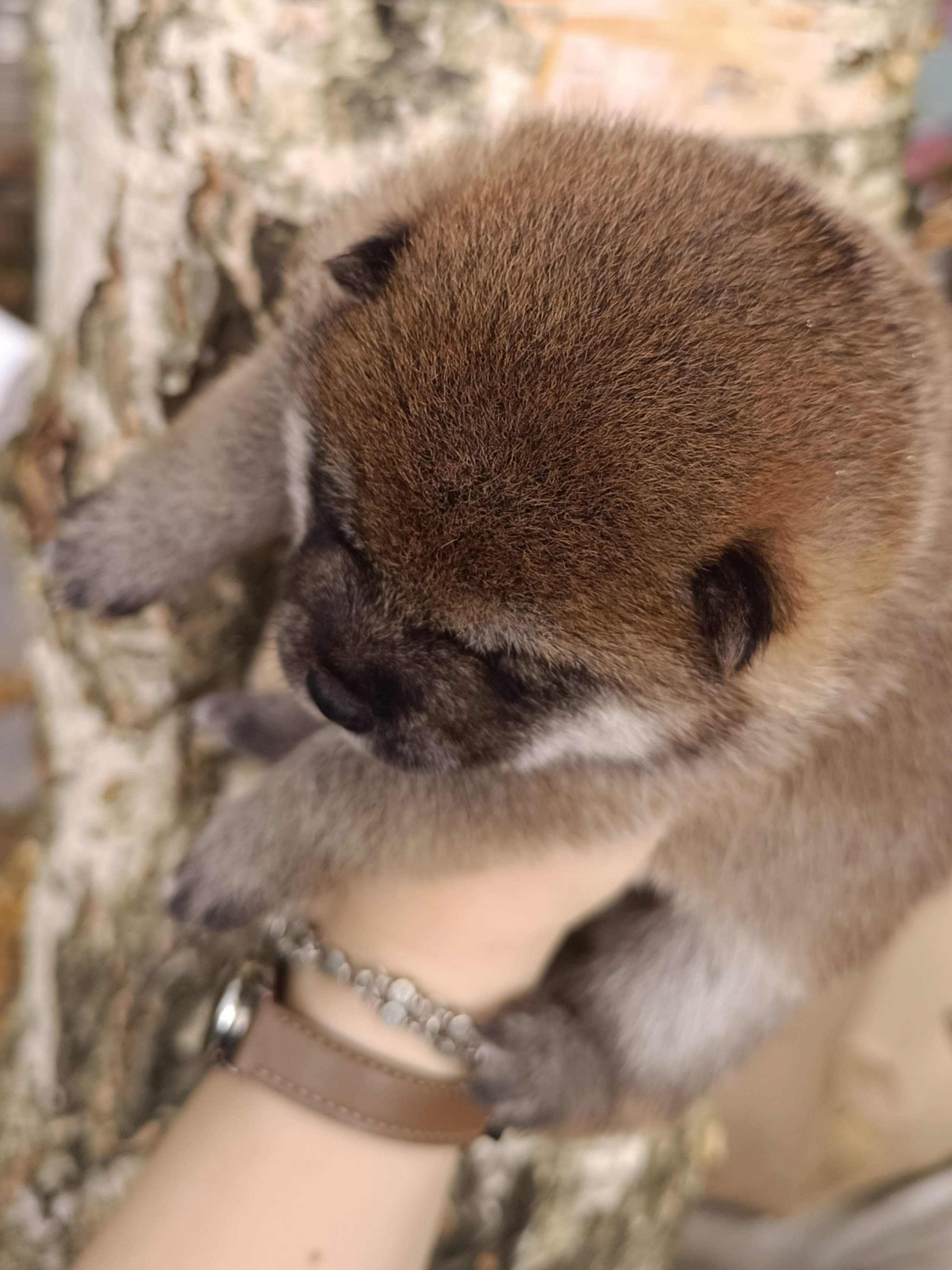 Rubylight Viva. AMERICAN AKITA RUBYLIGHT KENNEL I SHIBA-INU
